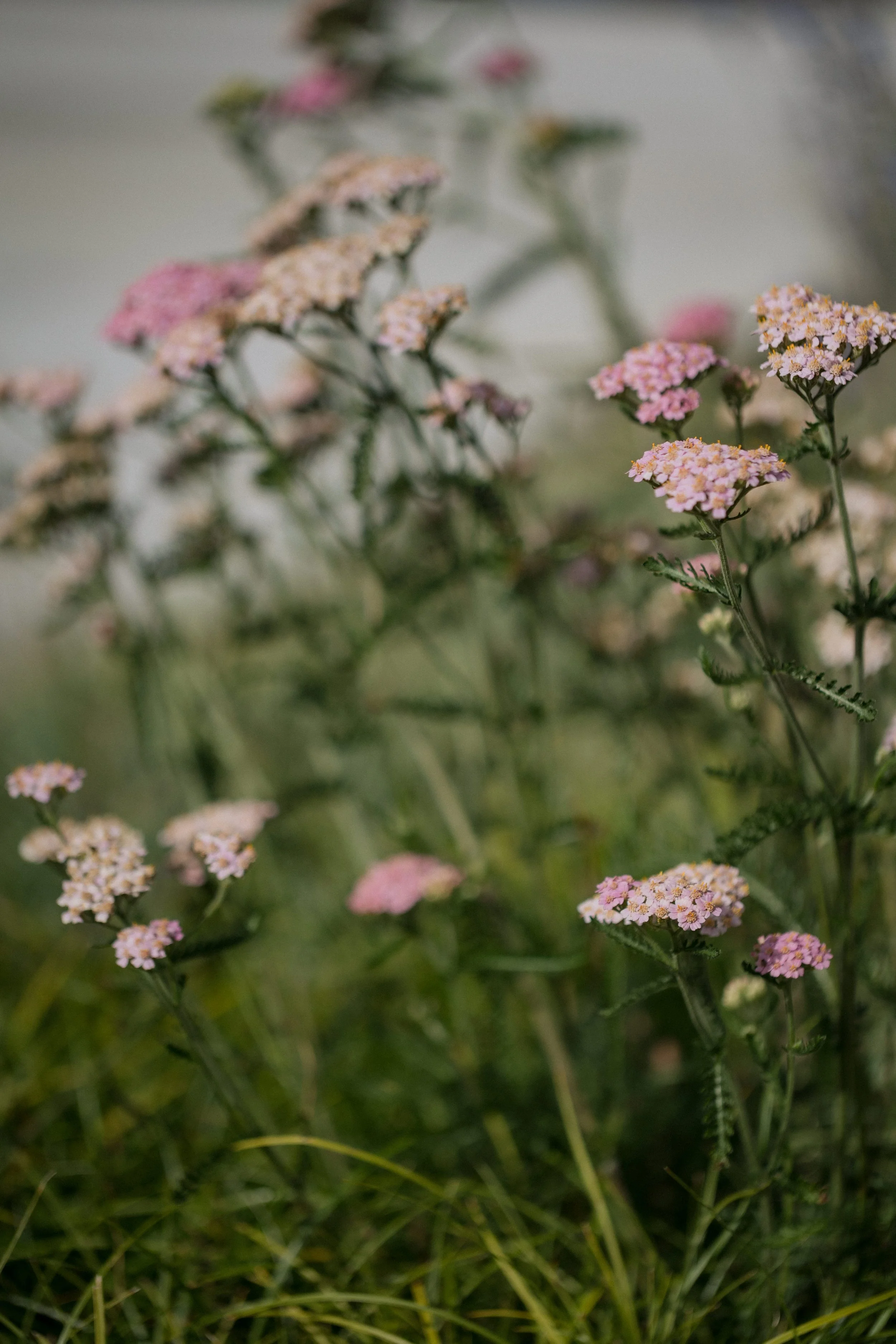 Contour Landscaping ~ Leece Residence_091.jpg