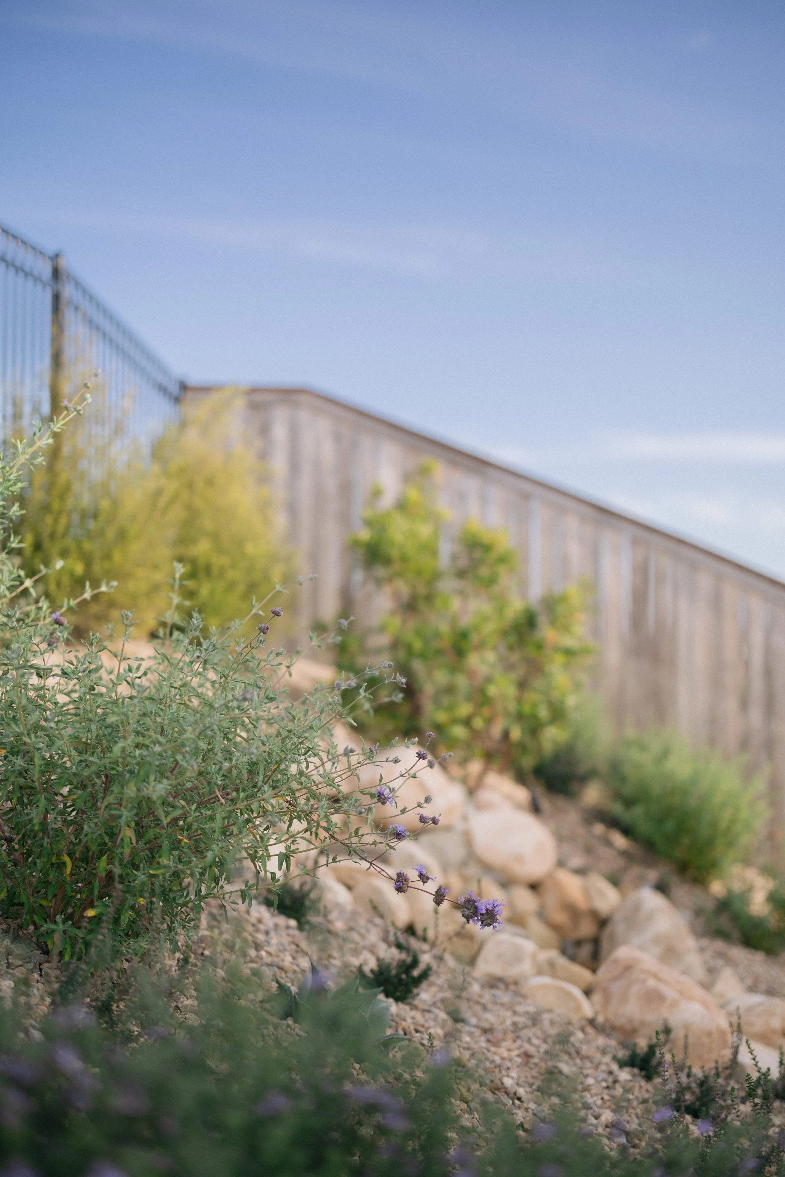 Contour on Azaelea_049.jpg