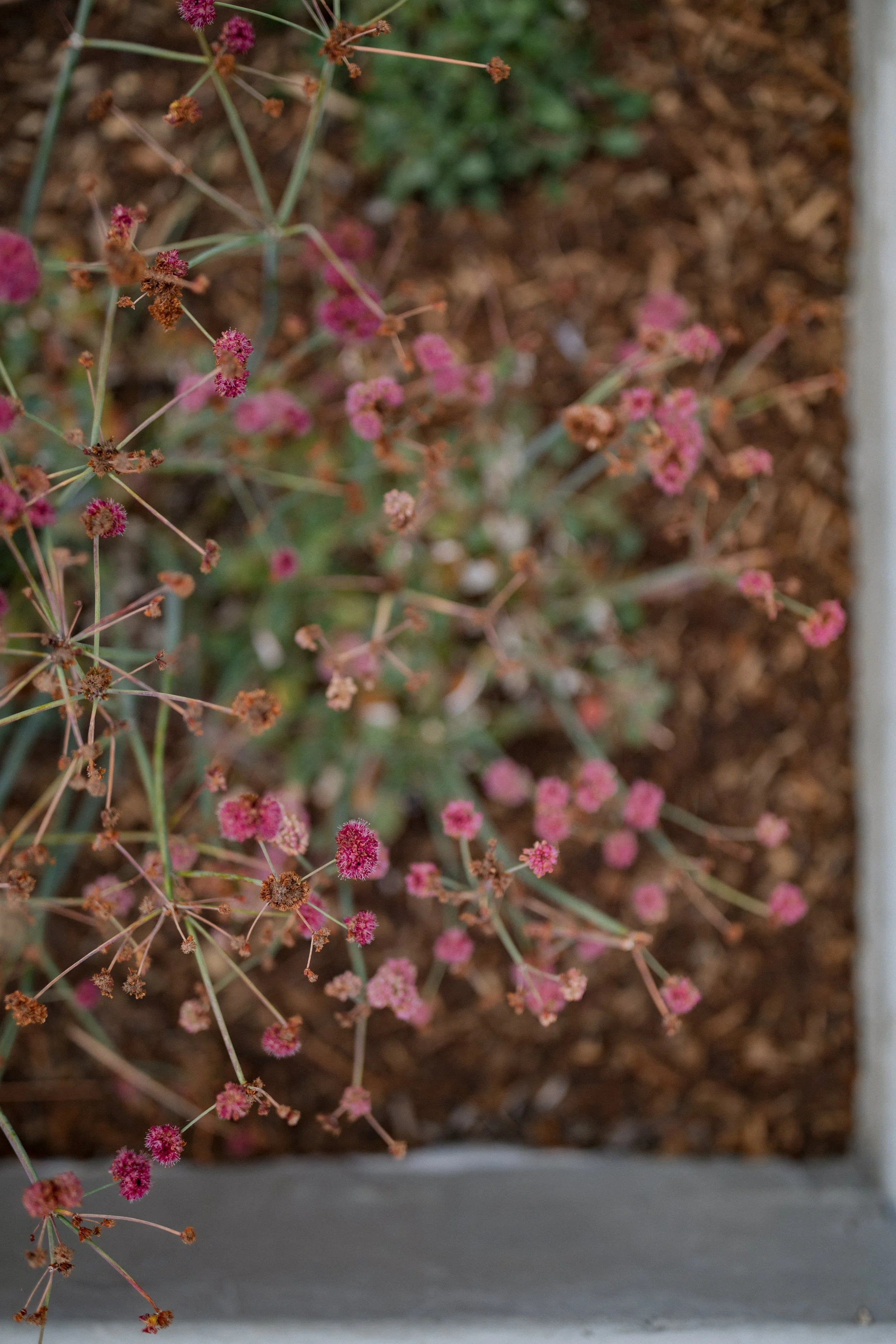 Contour Landscaping ~ Leece Residence_132.jpg