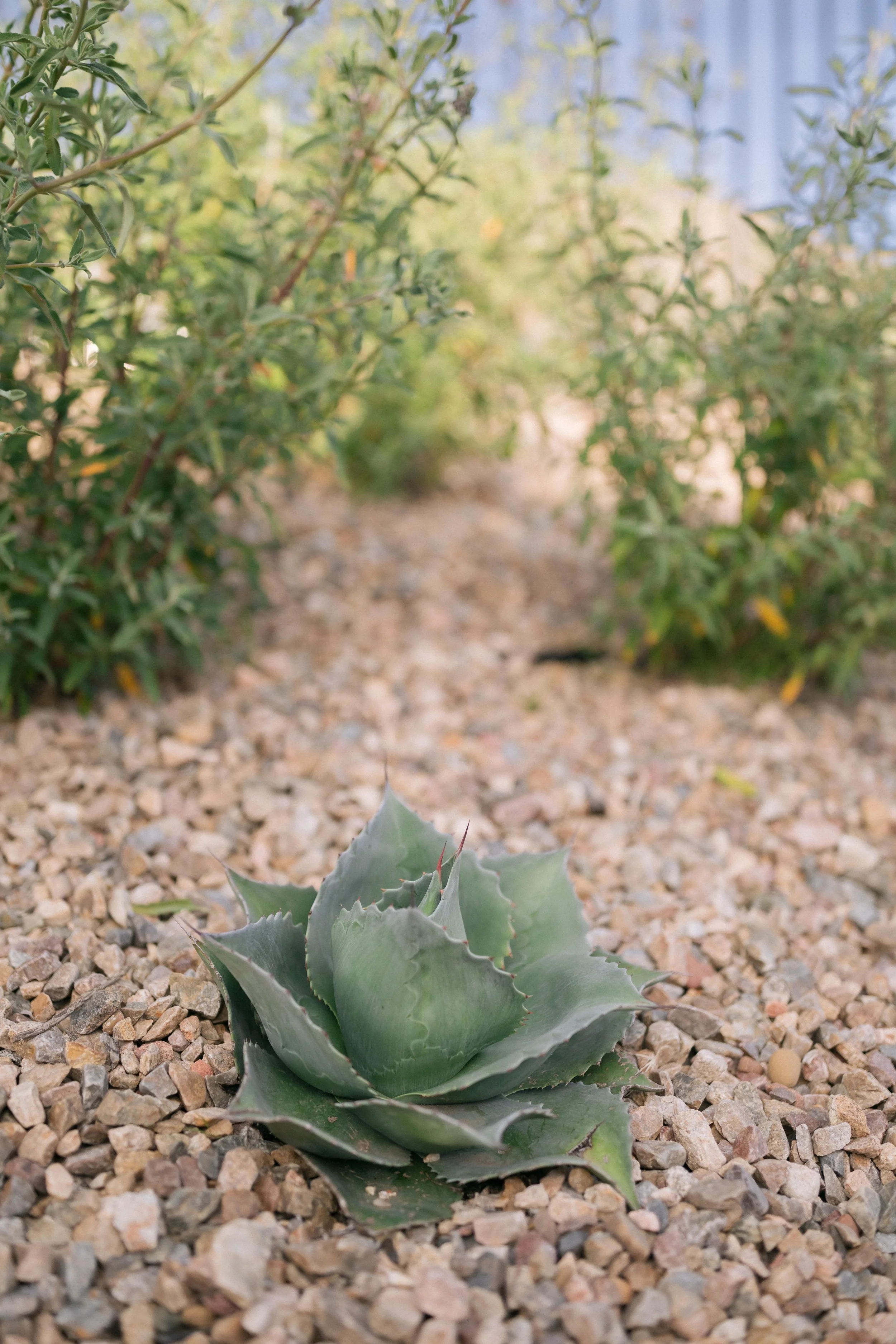 Contour on Azaelea_041.jpg
