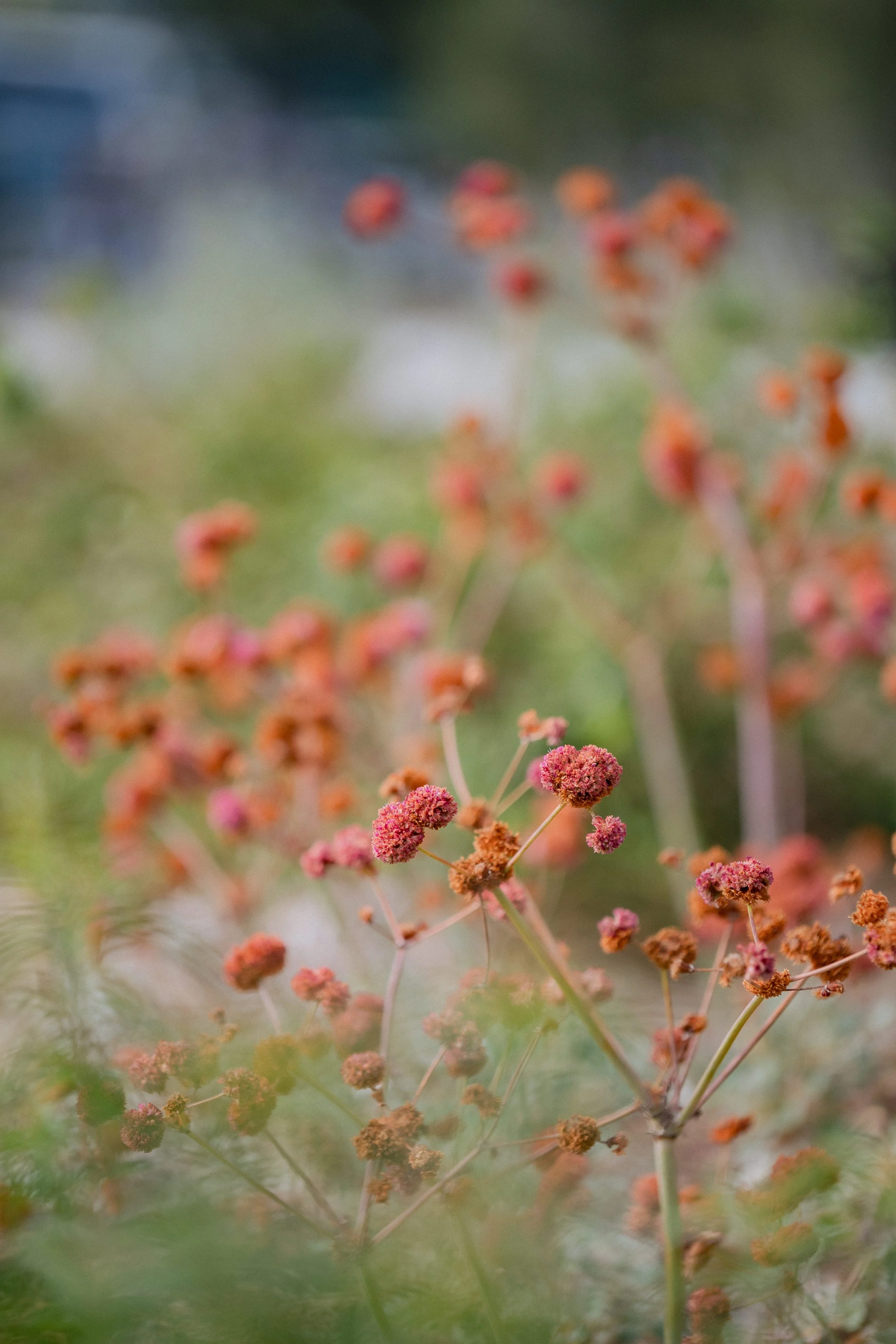 Contour Landscaping ~ Leece Residence_085.jpg