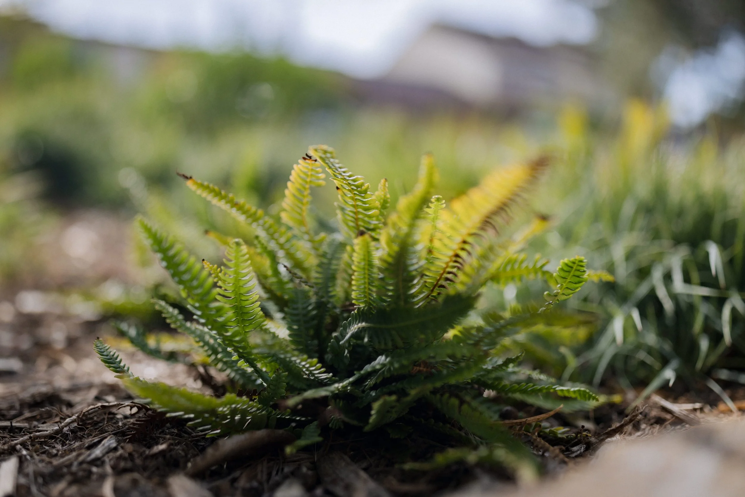 Contour Landscaping ~ Leece Residence_104.jpg