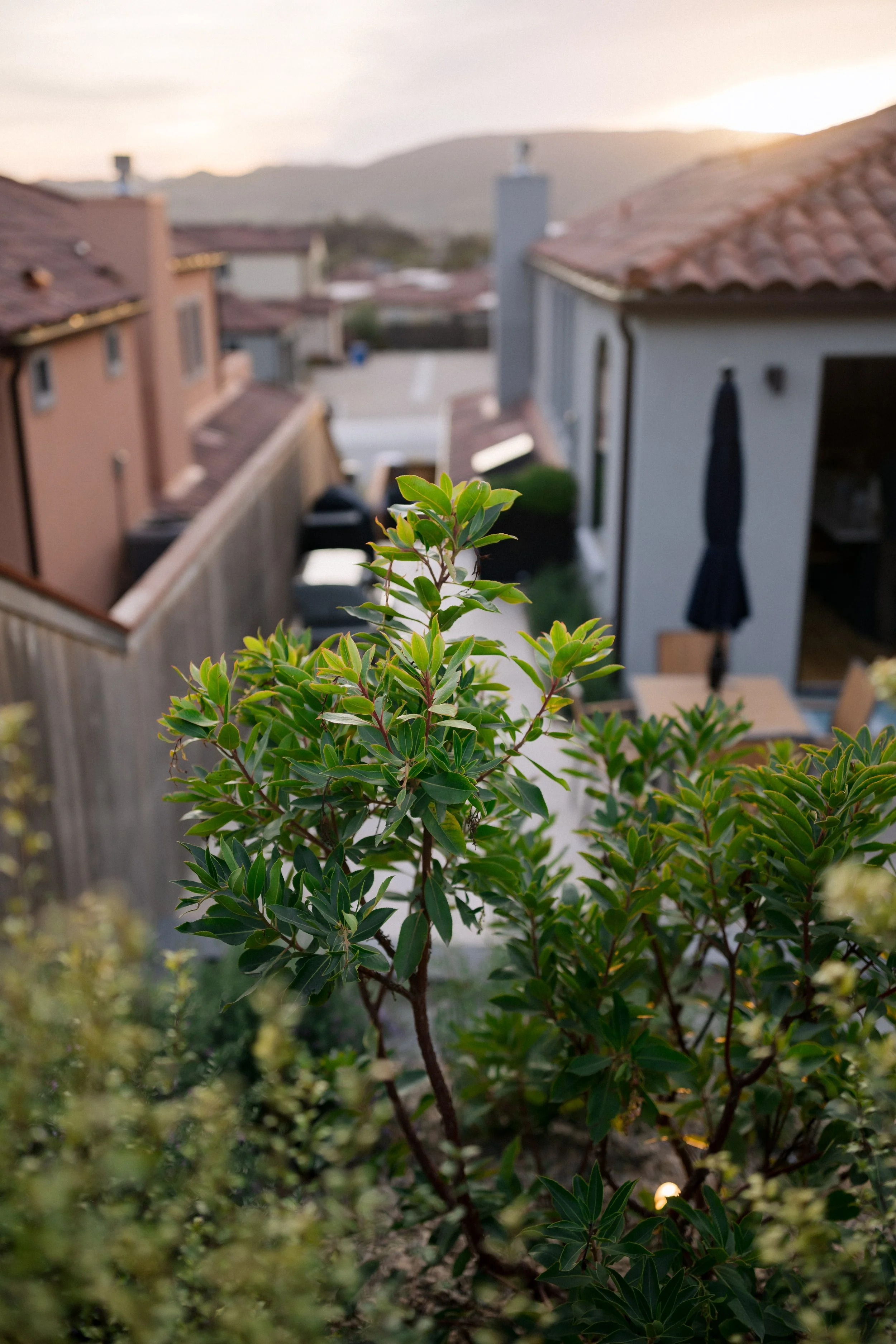 Contour on Azaelea_114.jpg