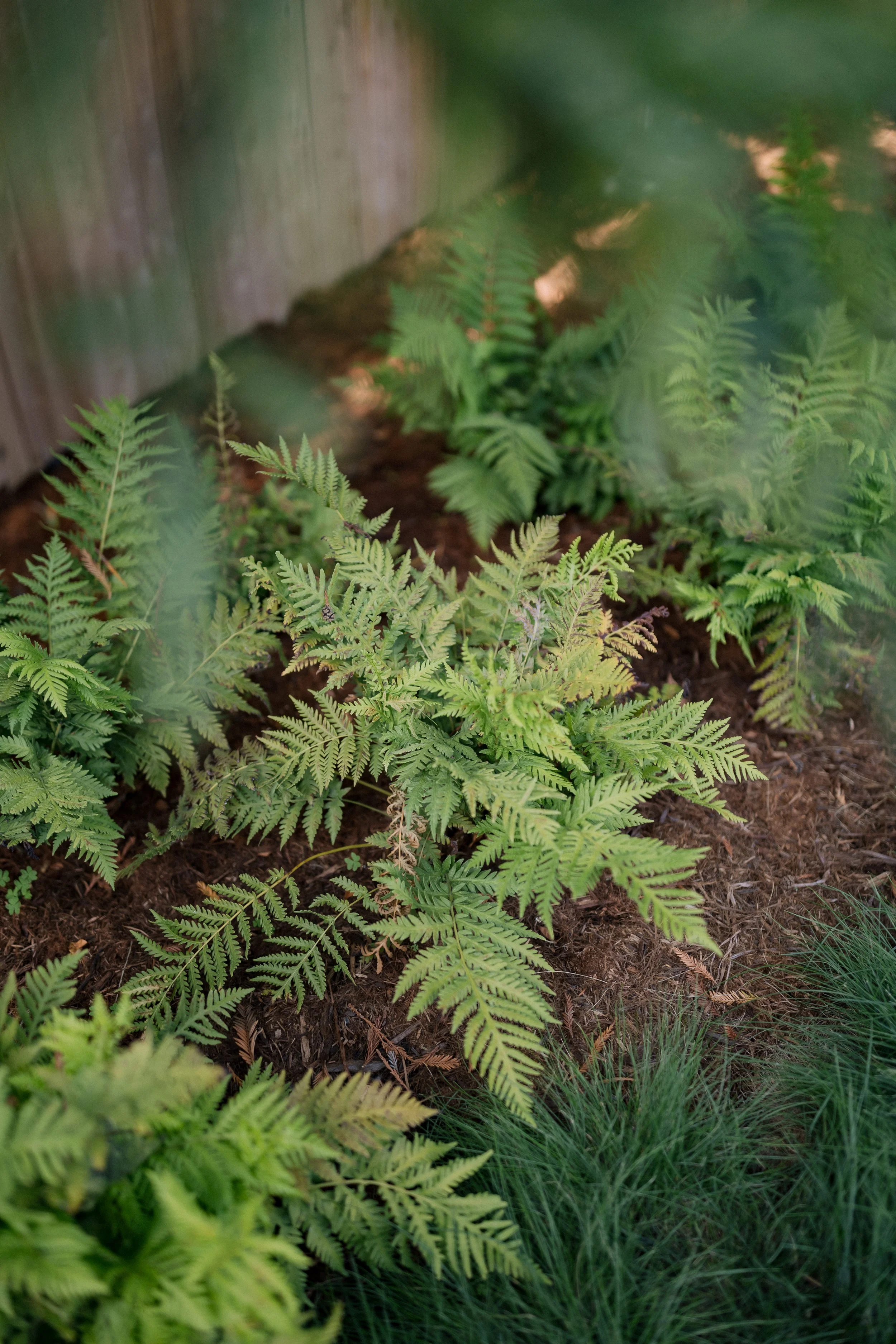 Contour Landscaping ~ Leece Residence_131.jpg