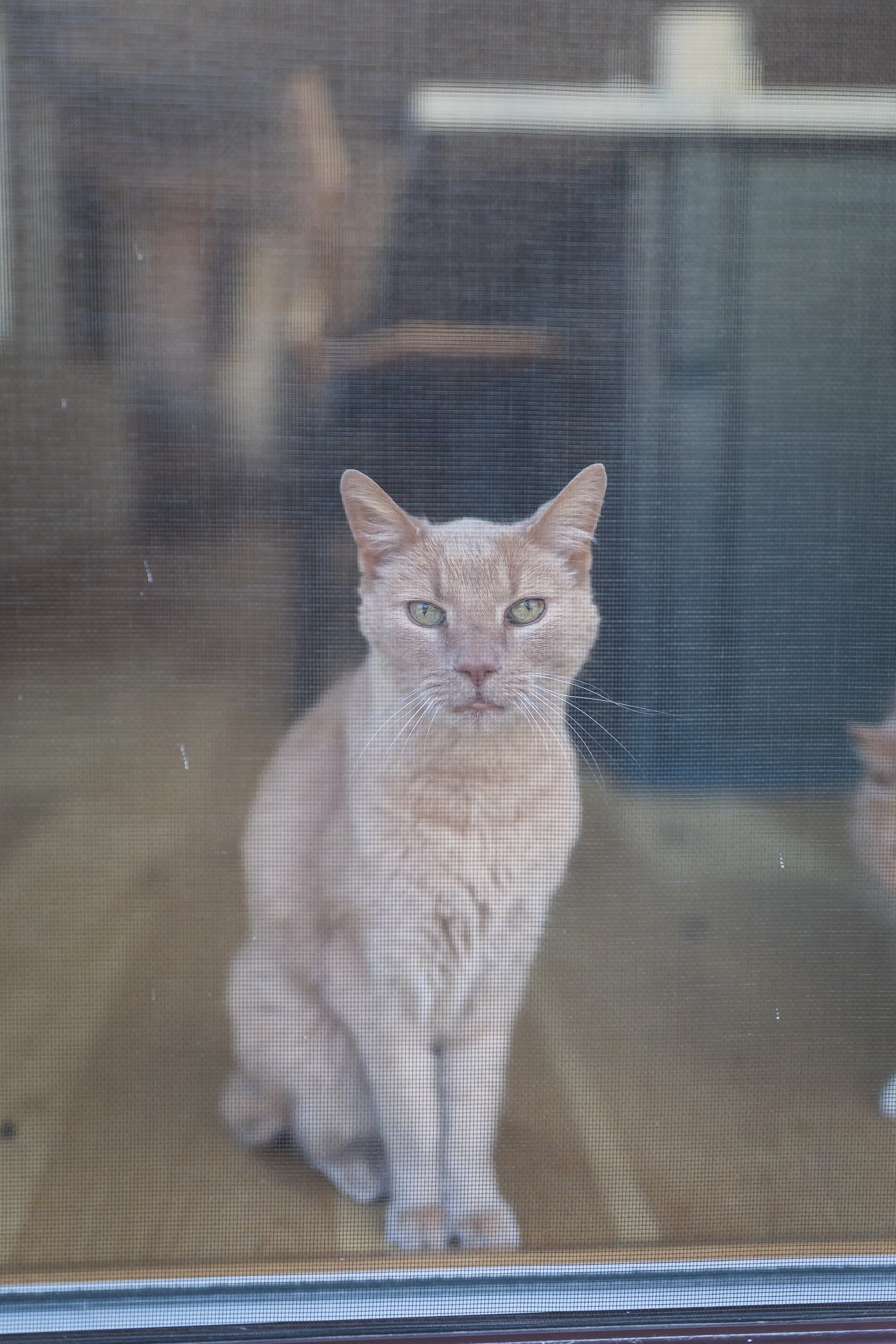 Contour on Azaelea_004.jpg