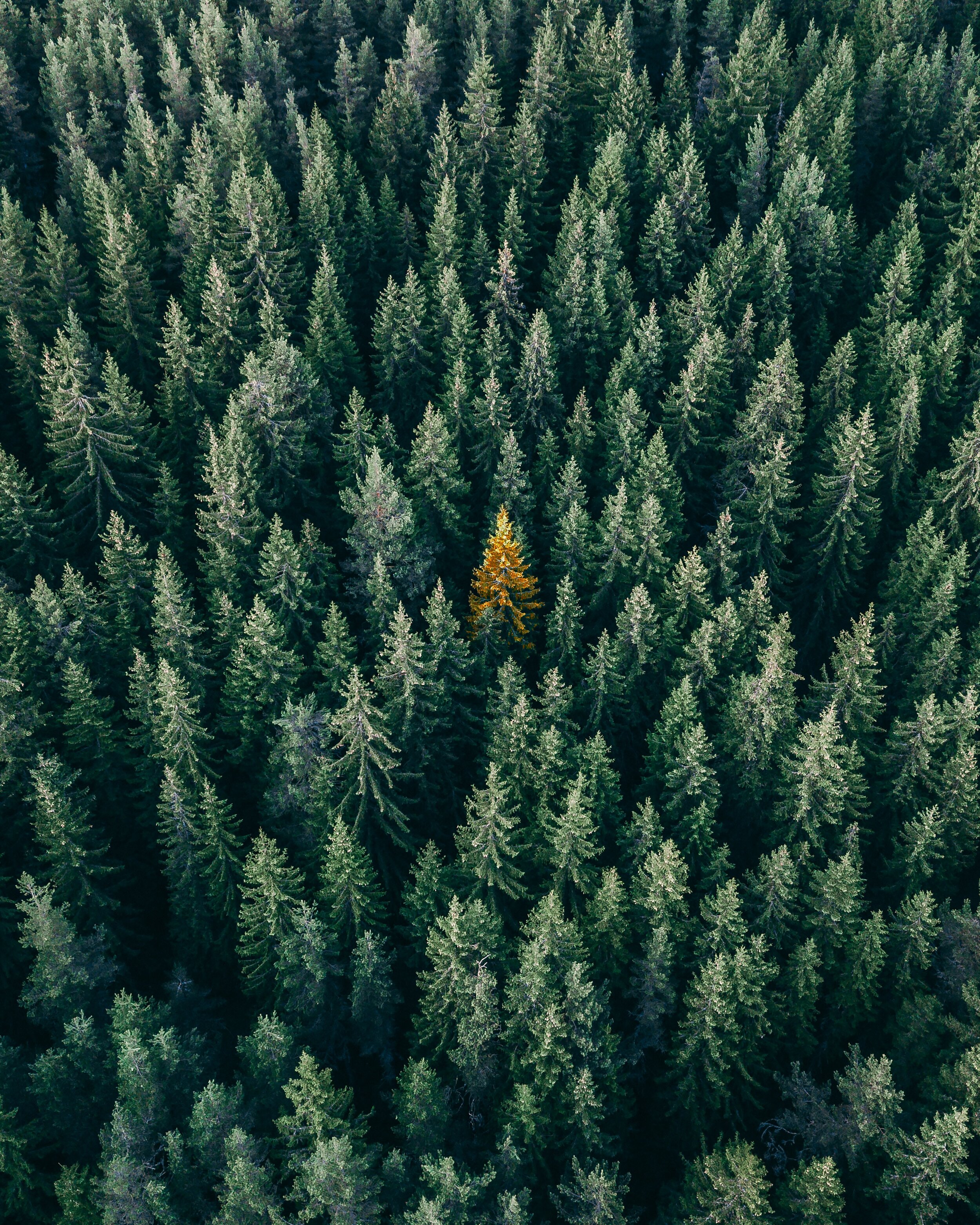 Christopher Rusev - aerial photos of conifer trees.jpg