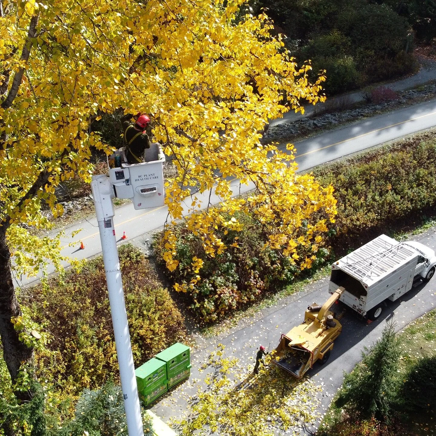 Accelerated Arborist Skills Course Tree Climber Training Intensive