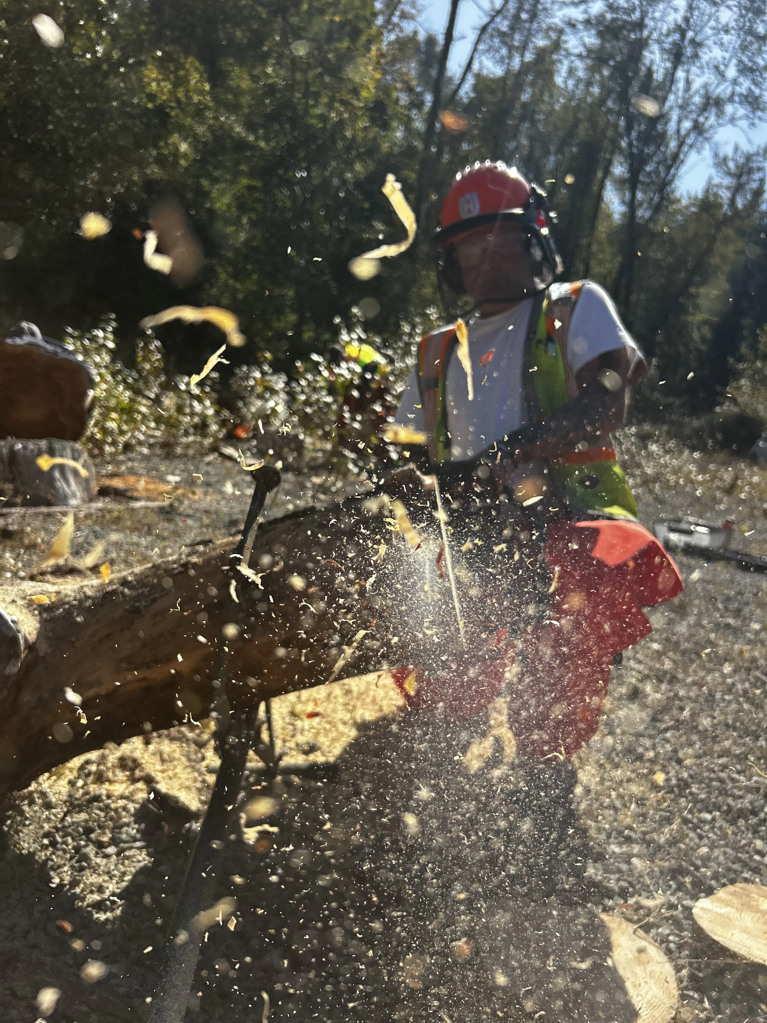 Chainsaw Operations and Safe Work Practices Winter Course