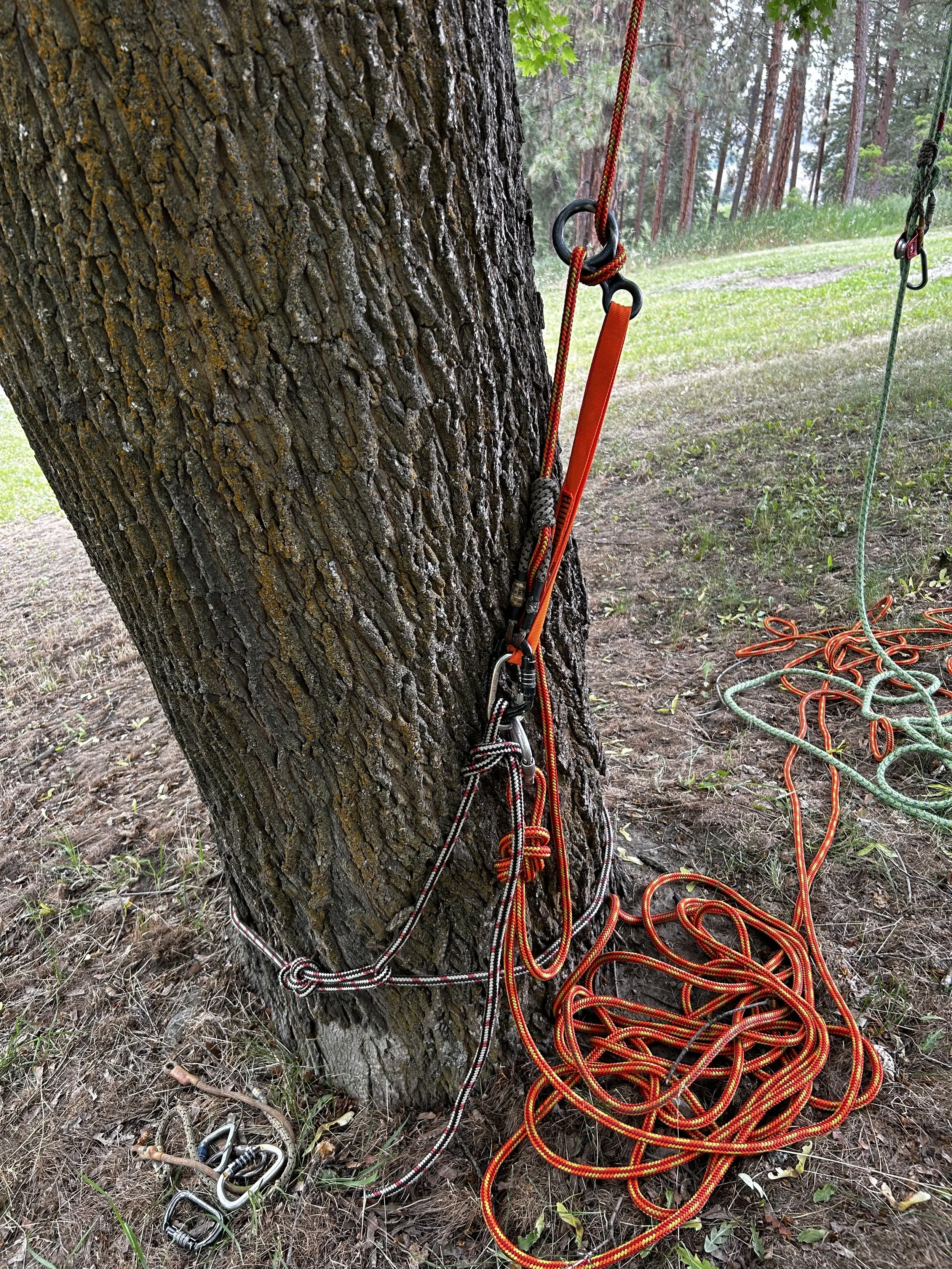 Foundational SRS tree climbing training covering basal anchors, rope systems, ascent techniques, and safety principles aligned with WorkSafeBC and ANSI Z133.