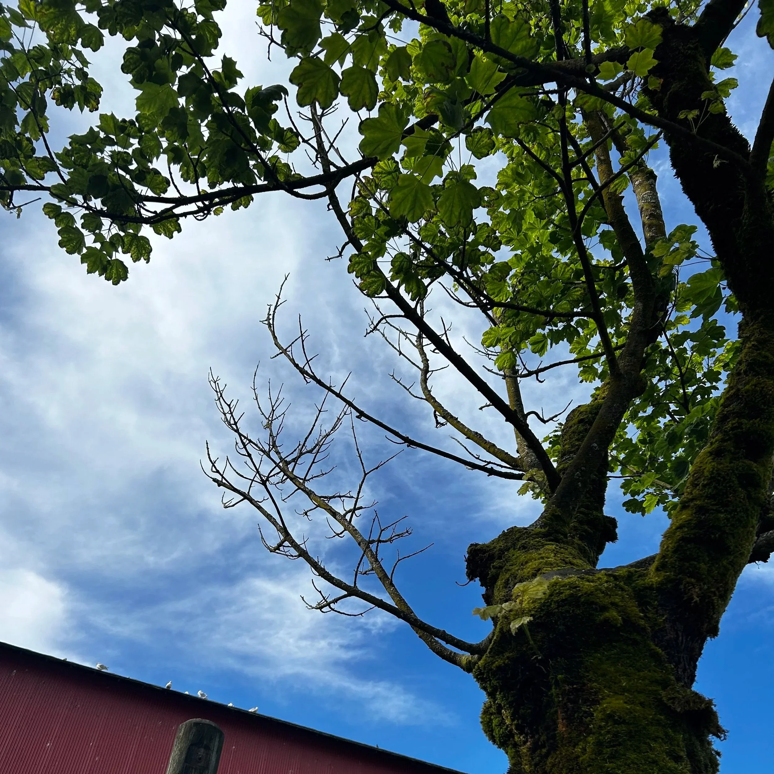 Tree Risk Awareness Training – Identifying Tree Hazards