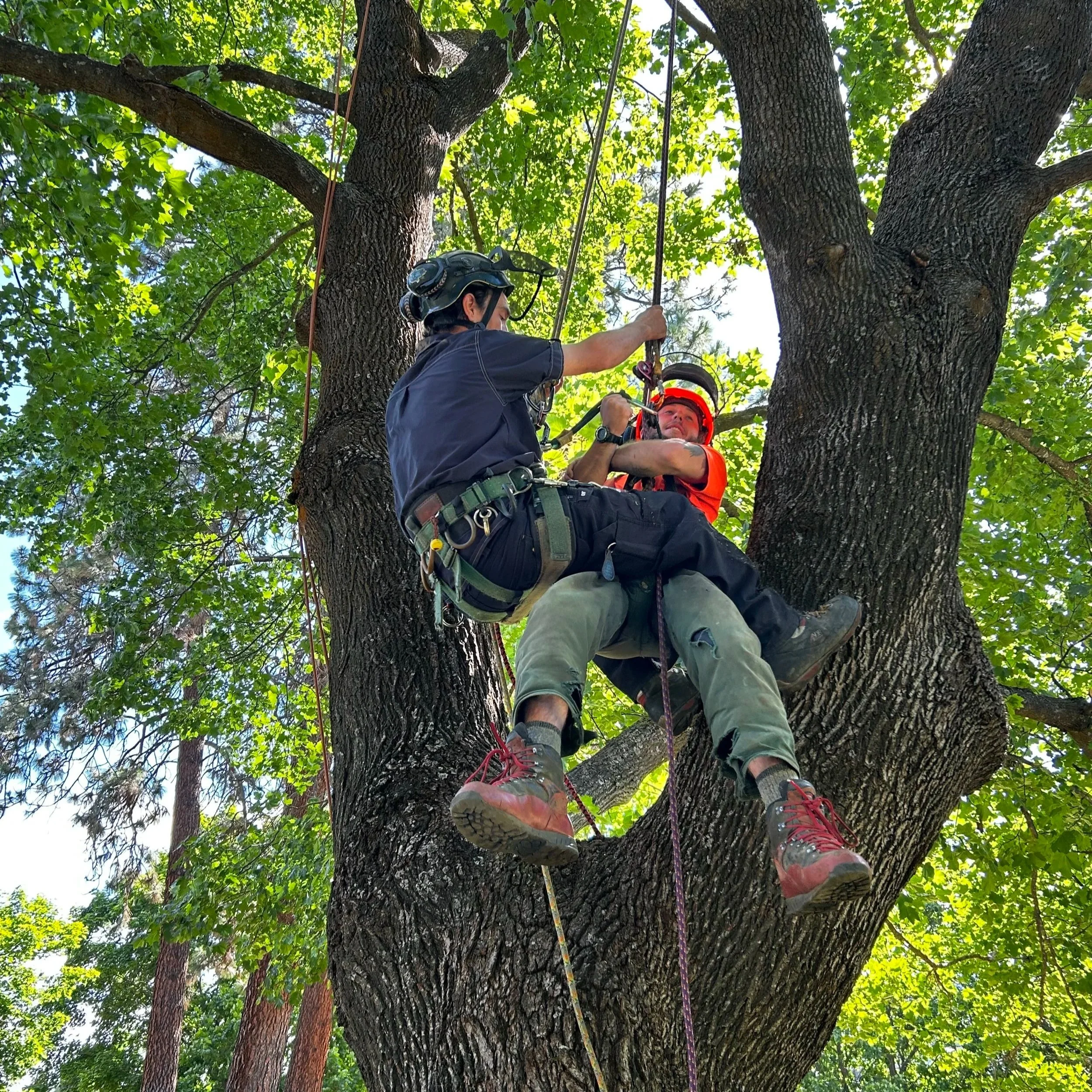 Emergency Preparedness and Aerial Rescue for Arborists - March 4, 2026