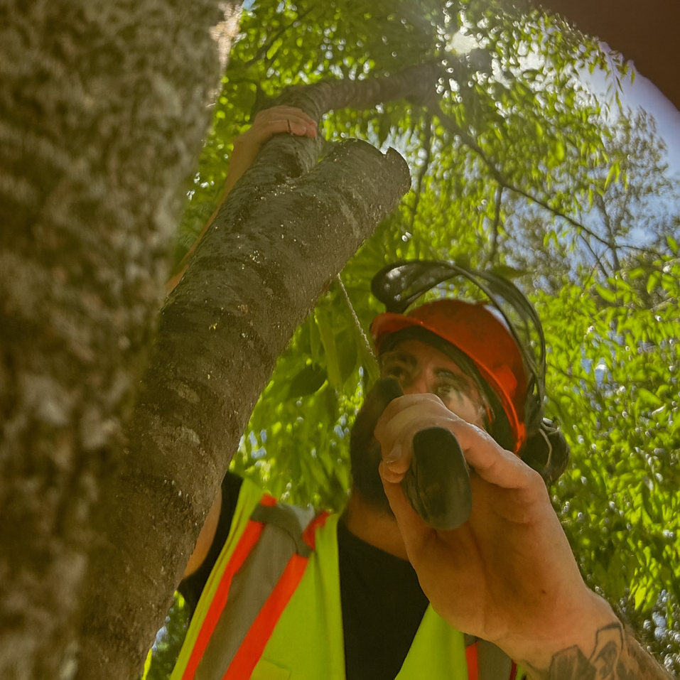 The Art, Science, and Practice of Pruning  - March 13, 2026