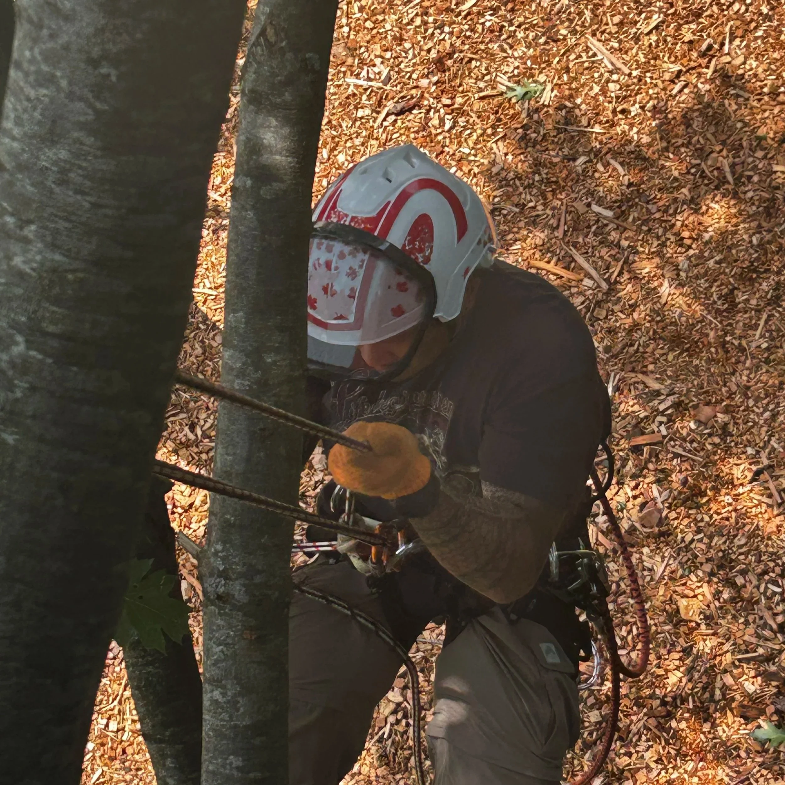 Basic Training for Tree Climbers - March 2 and 3, 2026