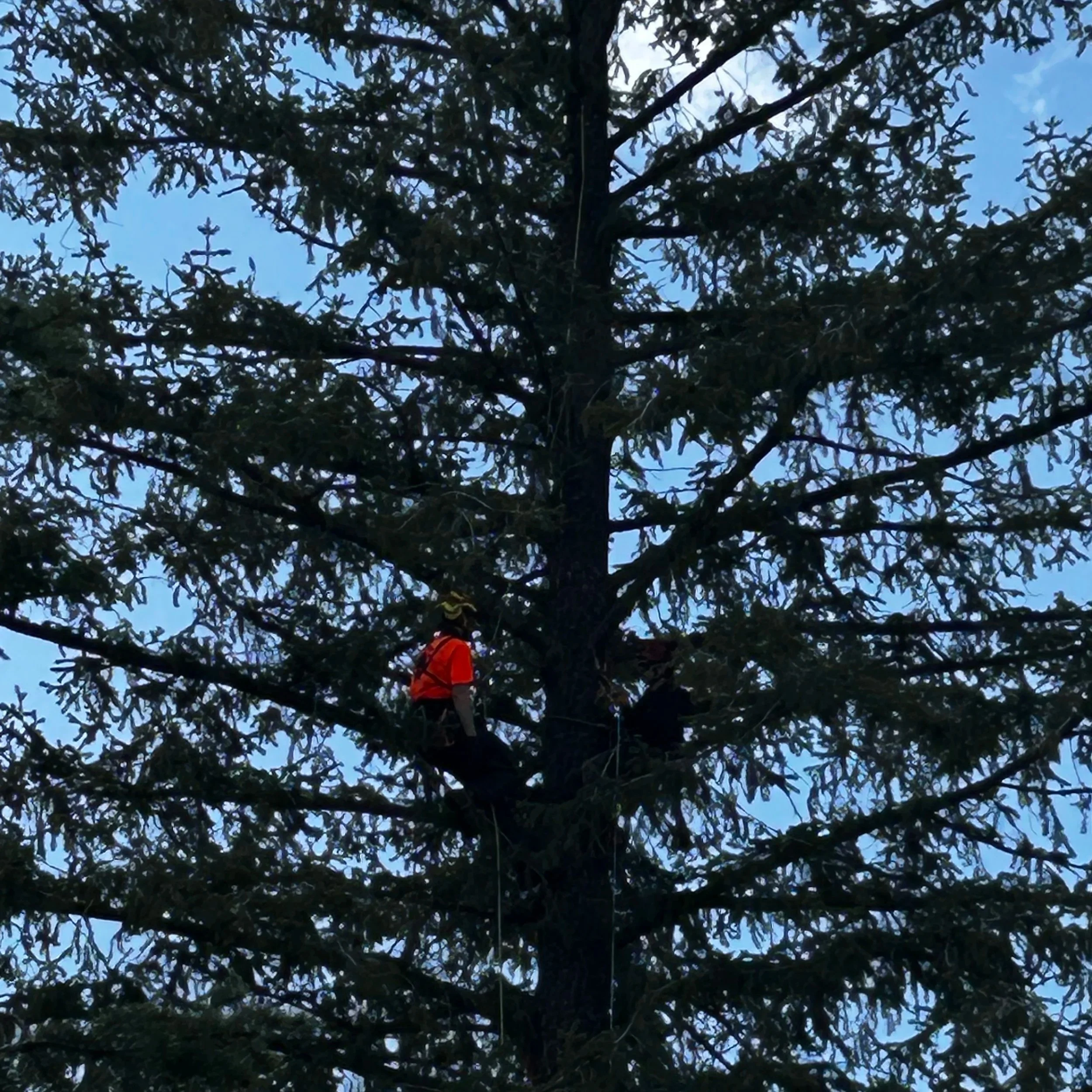 Arborist Training Intensive Program 1 - March 2 - 6, 2026