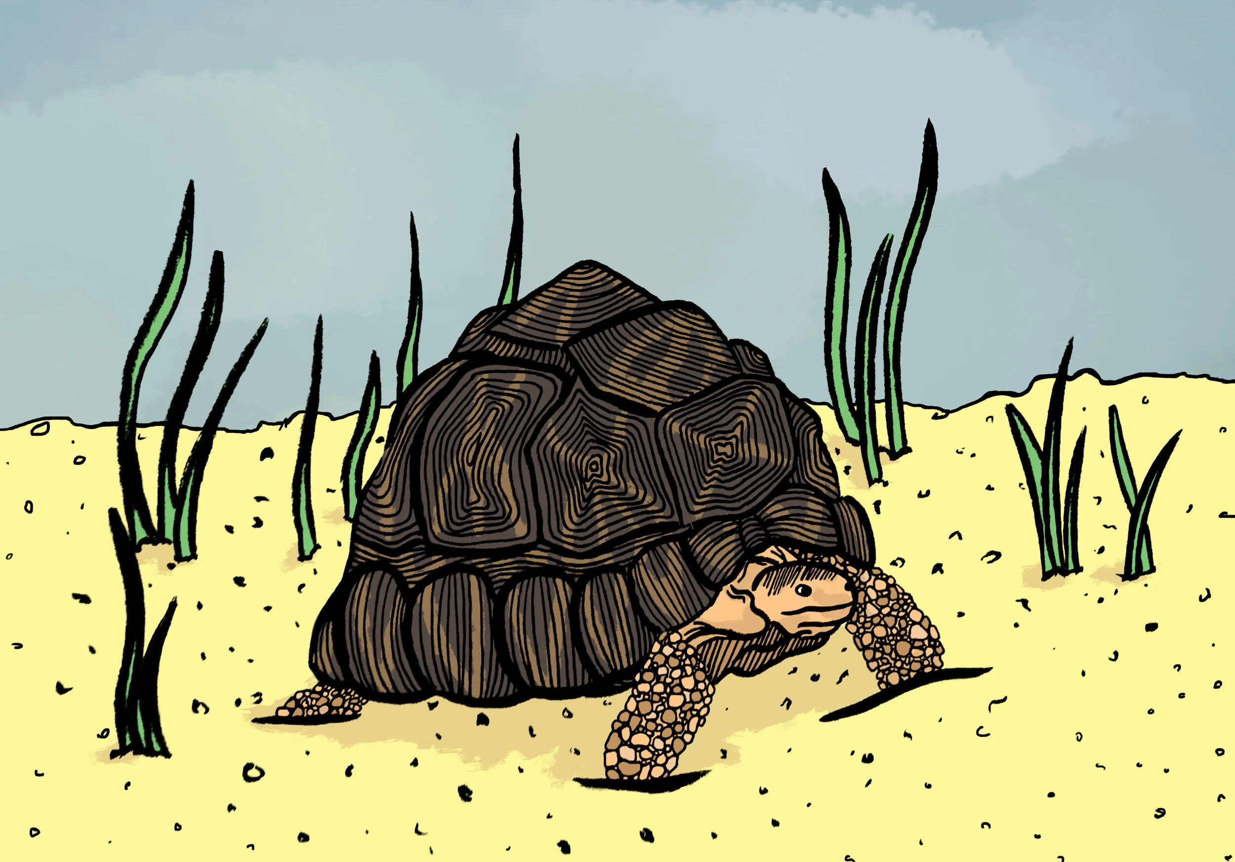 tortoise.jpg