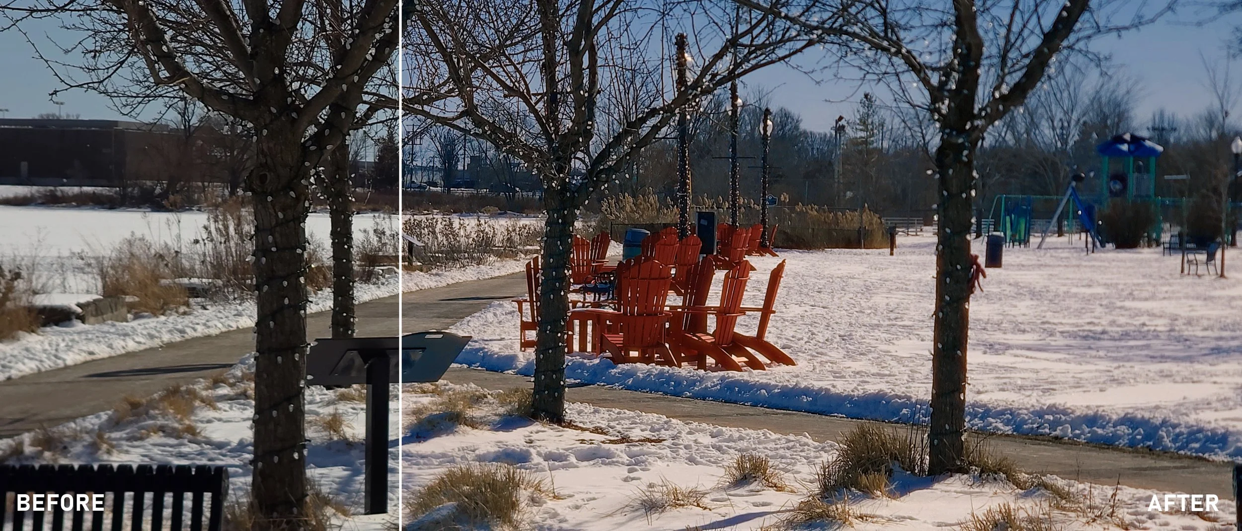 Winter reds.jpg