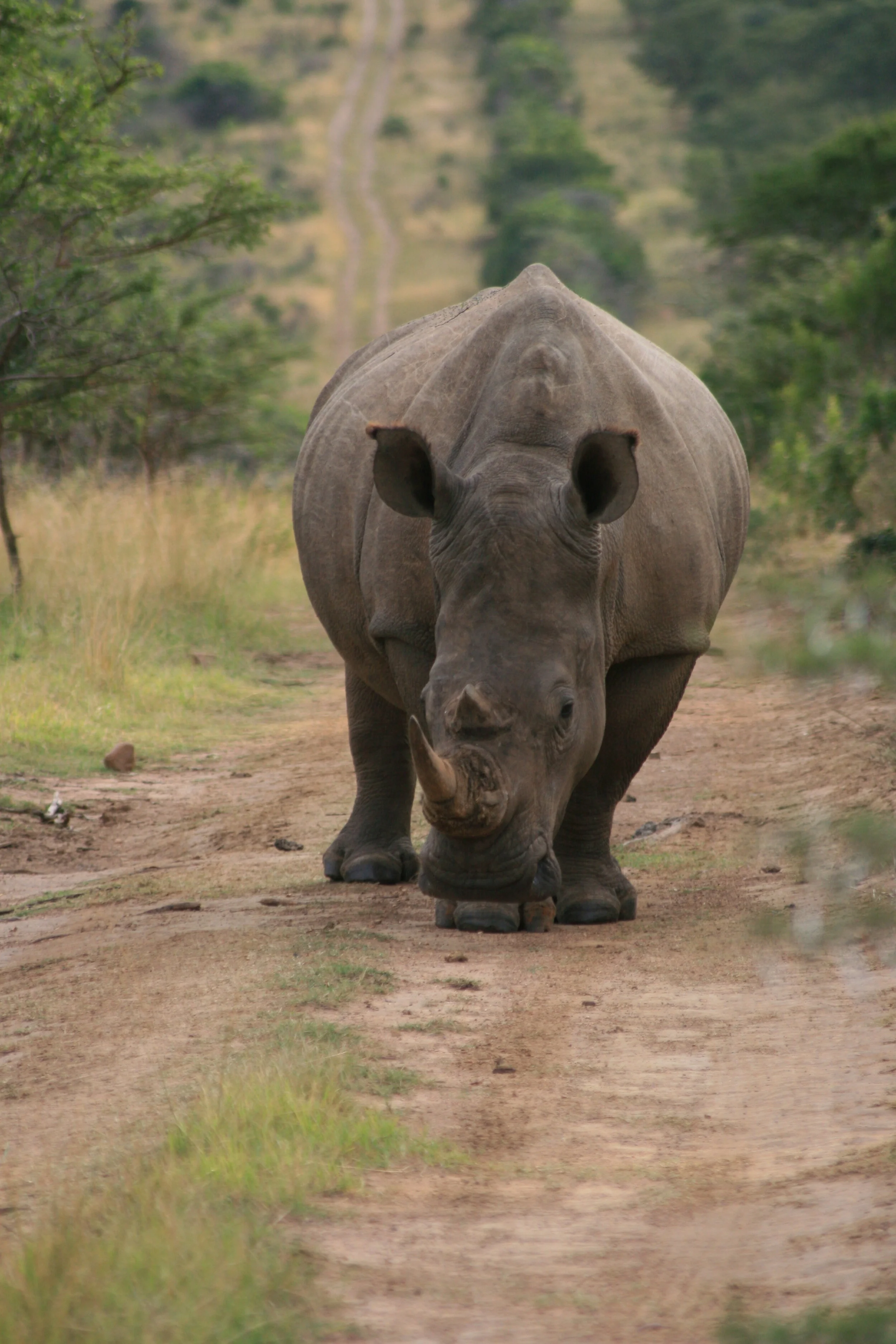Hluhluwe-Imfolozi - KwaZulu-Natal's Jewel of Conservation