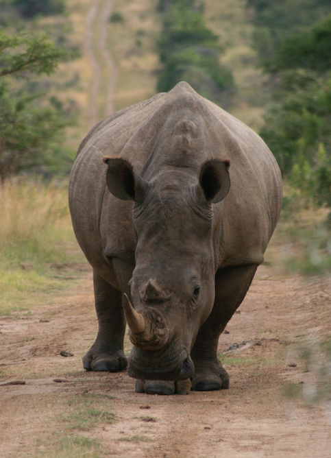 rhino.jpg