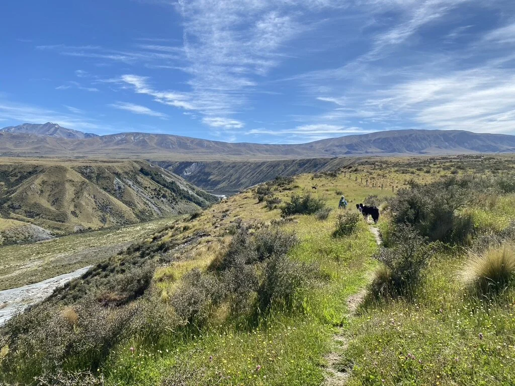 The views in the direction of the walk - heading up along the bank of the Potts River for a while. That’s Mirjam and Scruff in the middle distance. Liz and the other two dogs are ahead in the far distance. That long ridge in the background is the aptly-named Dog’s Range. We got up near the base of that final ridge.
