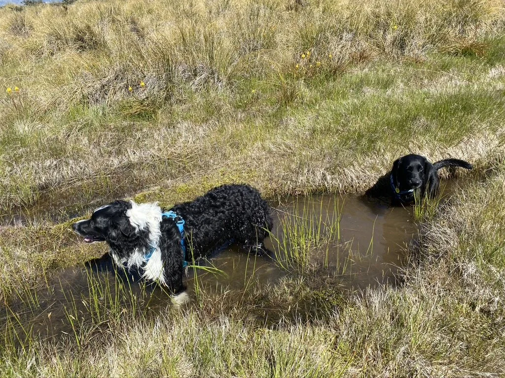 Ahhh - Shanti and Maisy cooling off.