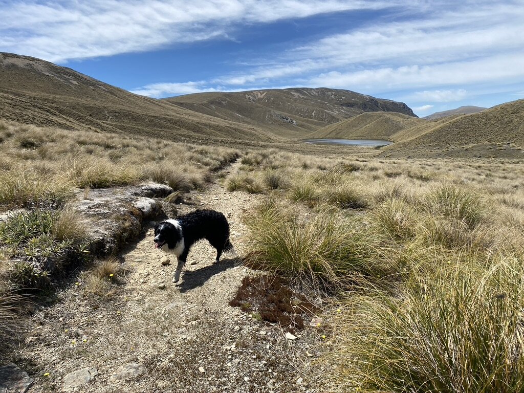 Nearly there… Mystery Lake in the distance (above) and Scruff and Shanti enjoying the water (below).