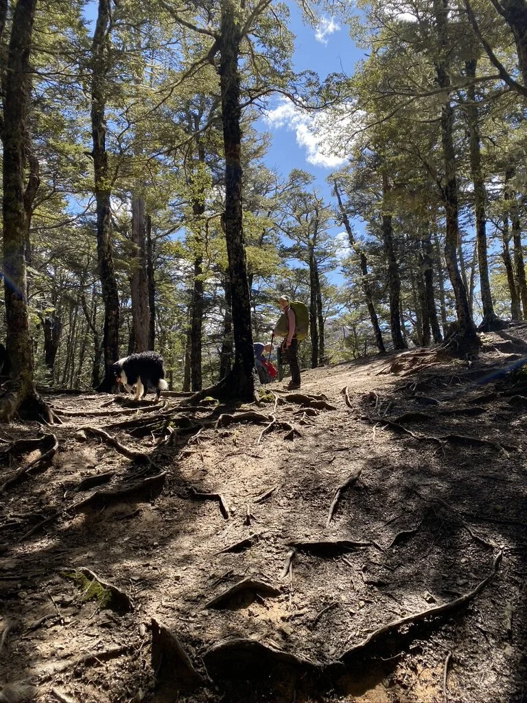 Quick as a flash we’re back at Lyndon Saddle and heading back to the car. The Luge track is pretty similar to the Mistletoe track - but kind of heads in the wrong direction, so we had to walk back along the road to get to the car. And, and - we played a little fetch stick in the river before heading home. It’s rather cool being an adventure dog sometimes.