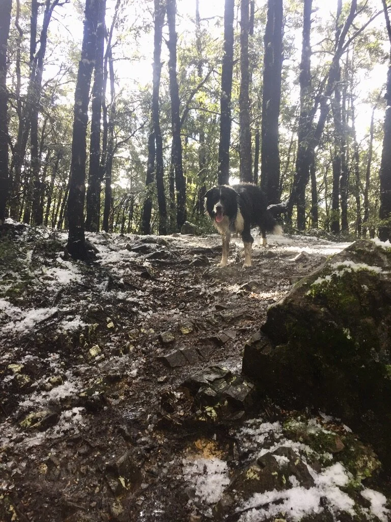 Light snow in the trees. Here I’ve done one of many triple journeys (there, back and there again) to check up on Mum.