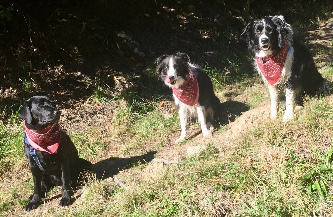 Here is the photo of Maisy, Scruff and me with our Mountain Dog bandanas on our first outing as mountain dog challenge graduates. What can I say - official adventure dogs now! Even if partially disgruntled about it all.