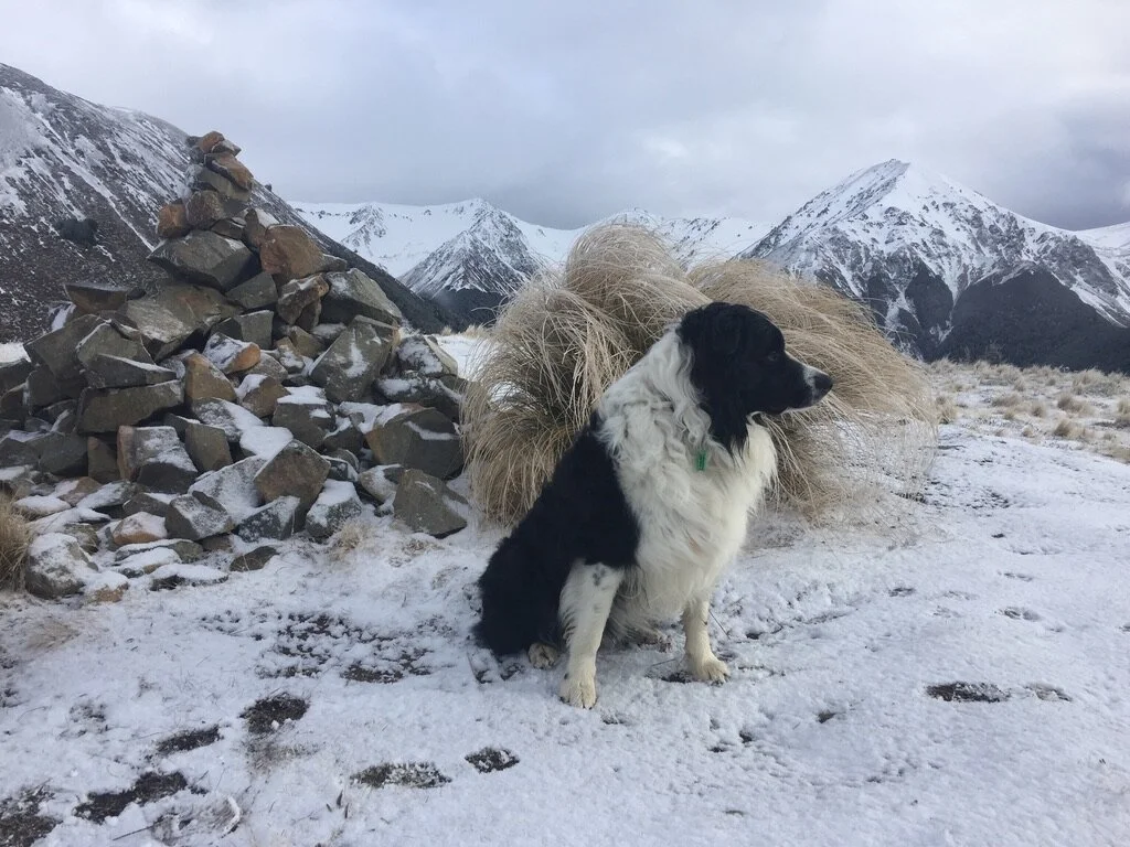 And just like that I became an adventure dog.