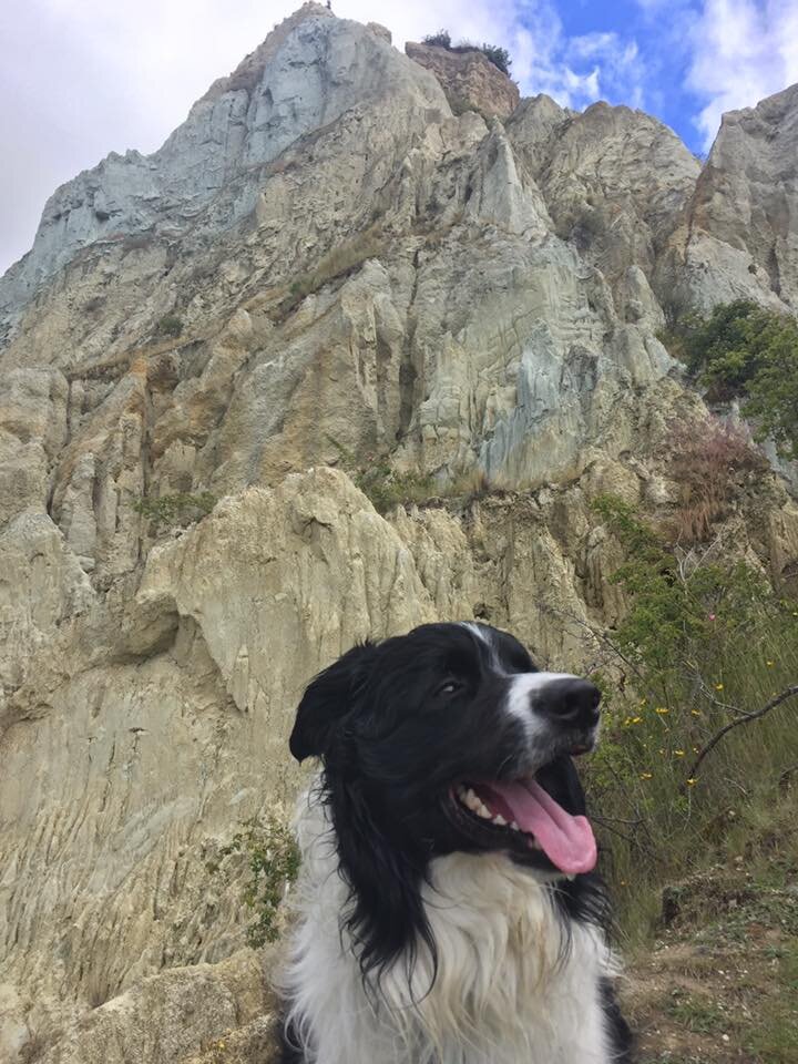This is my second official adventure dog photo. Mum wouldn’t let me use the one of me enjoying a good roll on the Parson’s Creek track.