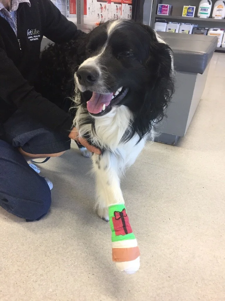 Here I am, still a bit woozy, showing off my bandaged paw. An early Christmas prezzie on 24th December. My timing could have been worse!