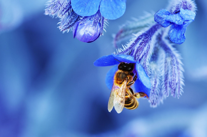 Bees are attracted to blue