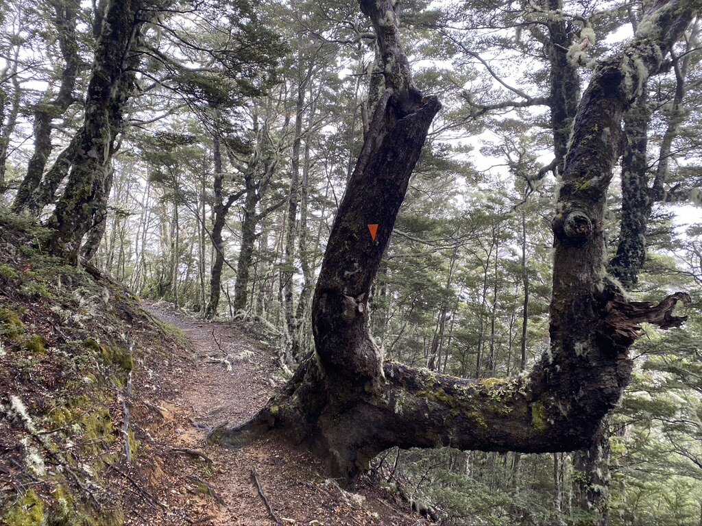 Mum liked this tree on the forest section