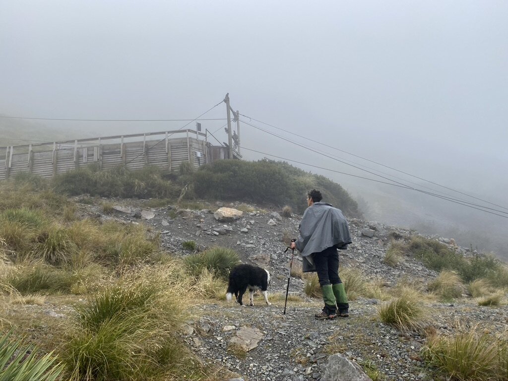 Arriving at the ski field road - and my first kea sighting