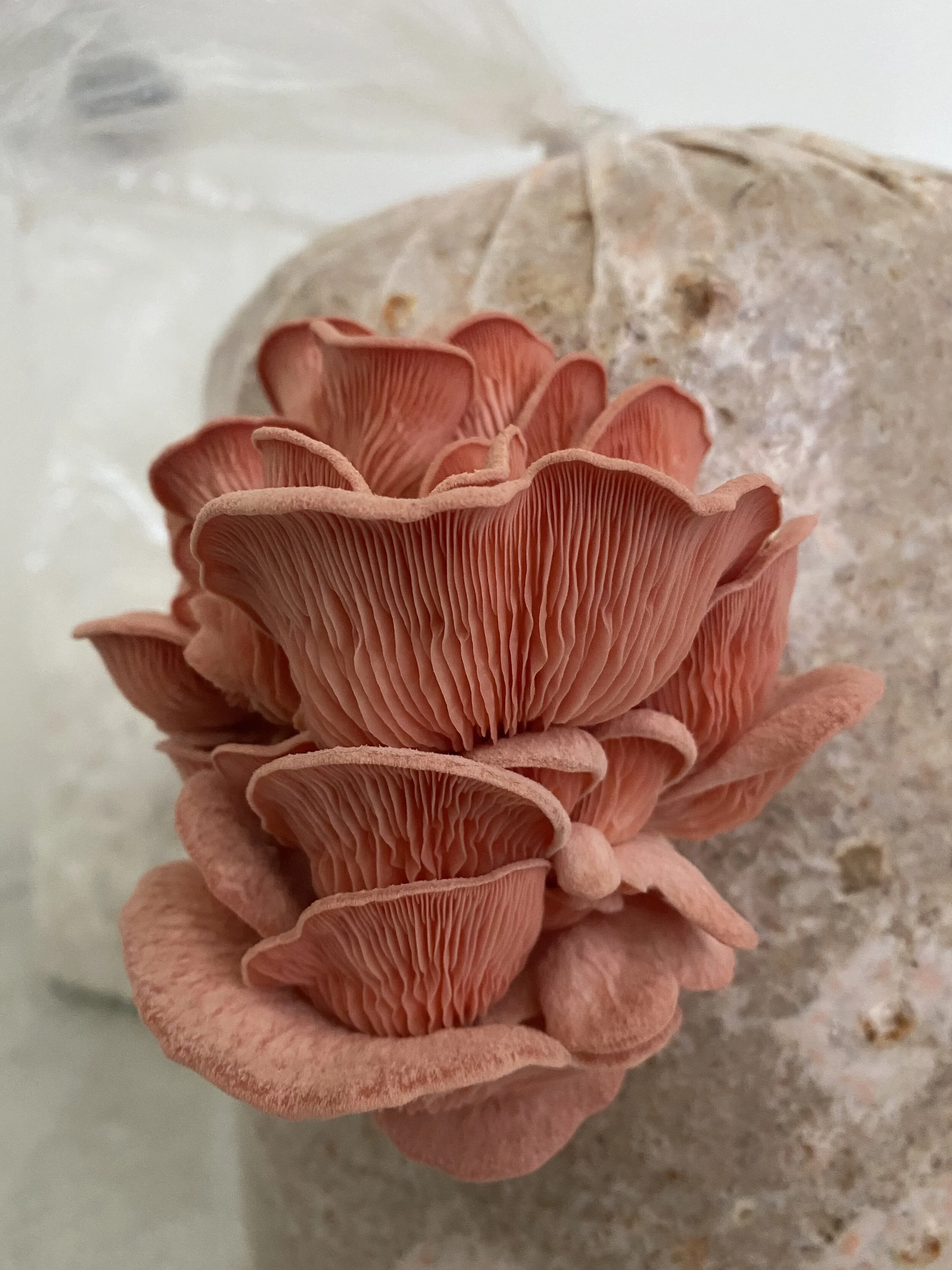 Cluster of pink oyster mushrooms