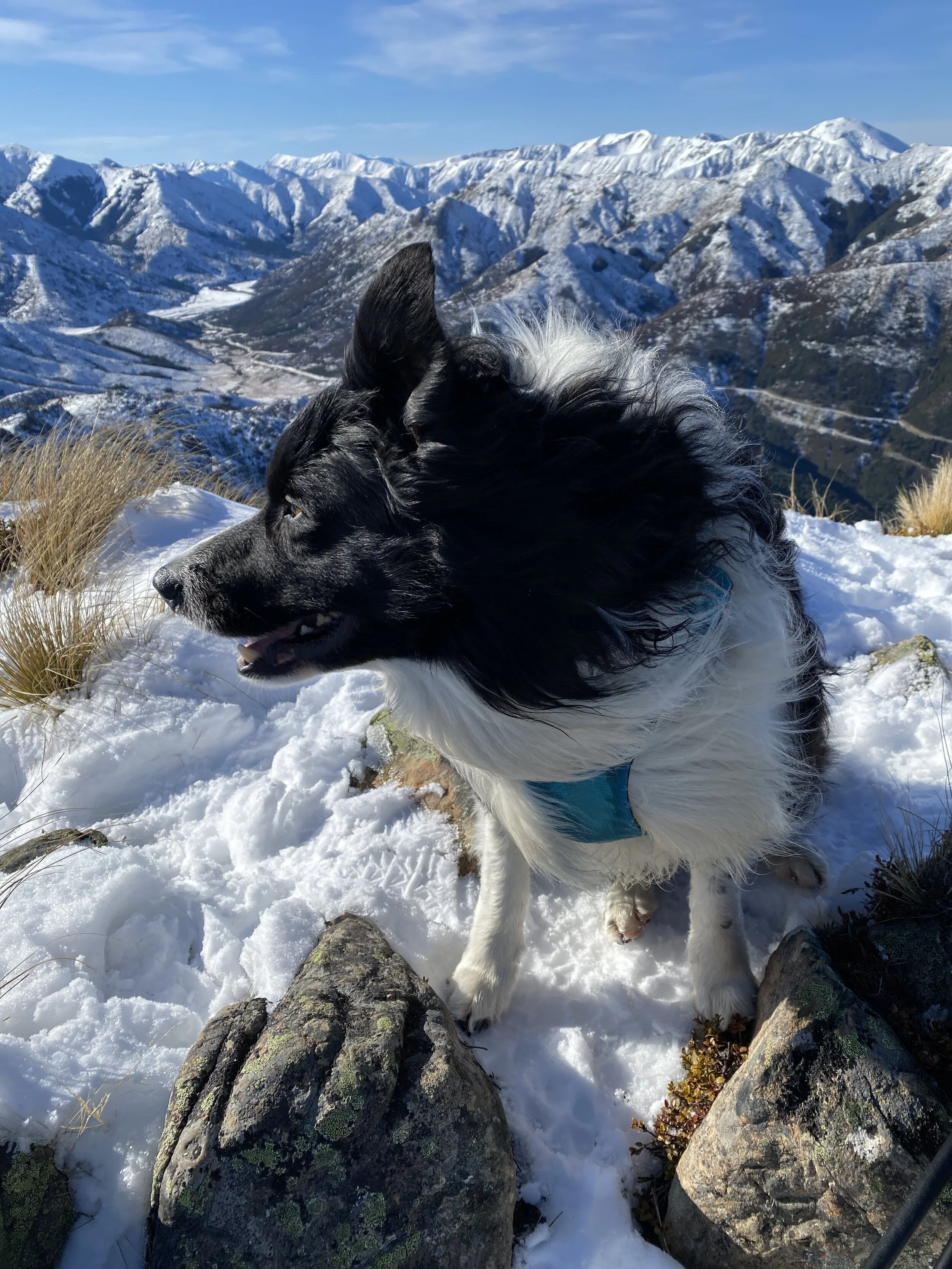This is me on the summit. The forescast said there would be light winds. They got the light part wrong - it was a tad more blowy. Okay - it was REALLY windy! Our humans found it very cold, so there was no treats or lunch break at the top to enjoy the view. They tried to find a sheltered spot a bit lower down, and grabbed a quick bite - but it wasn’t that well sheltered, just not quite as exposed. I did get my usual water and treats then though.