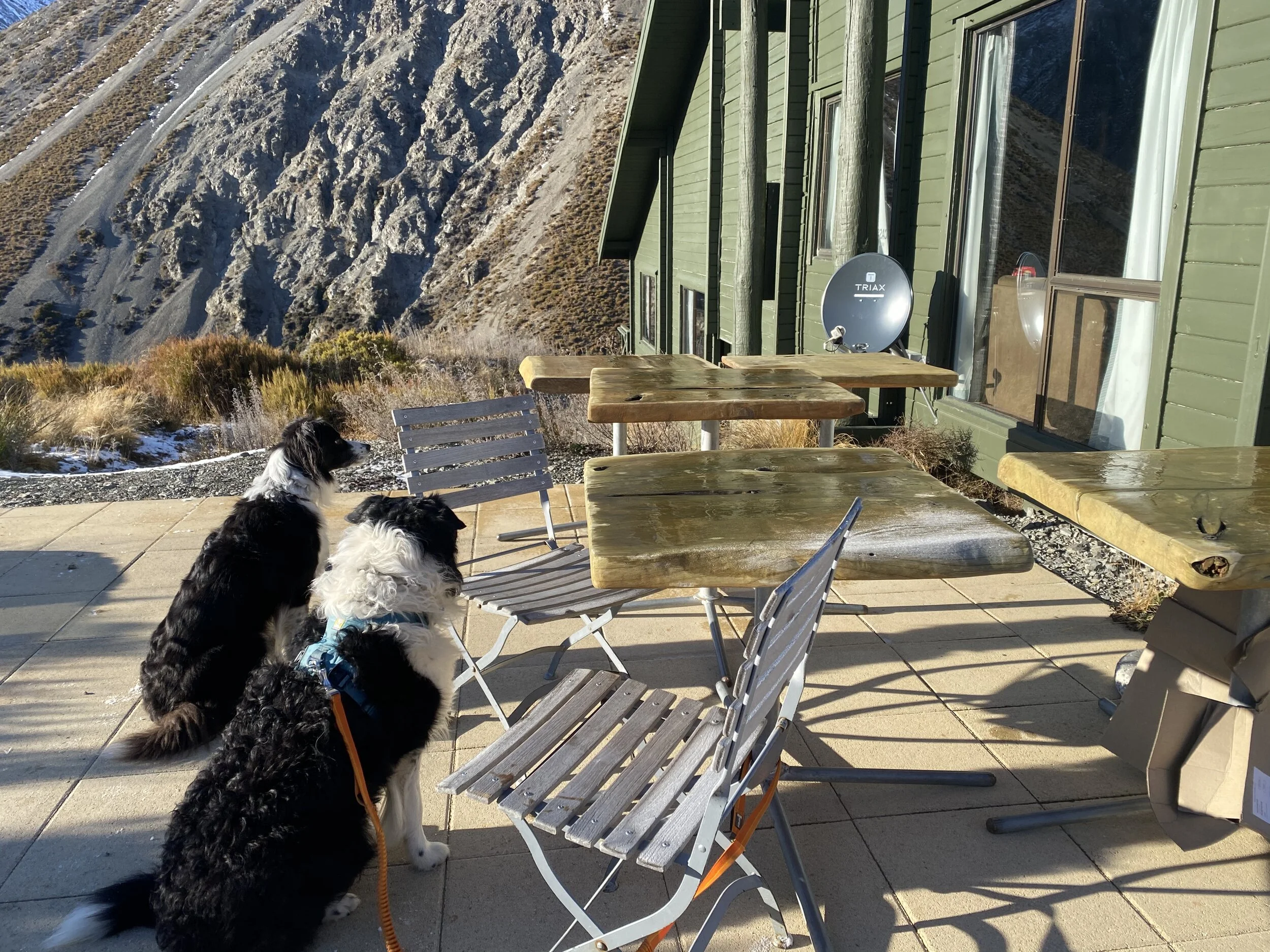 Typical border collie focus - one of their human pack members was inside and they were keeping an eye out.