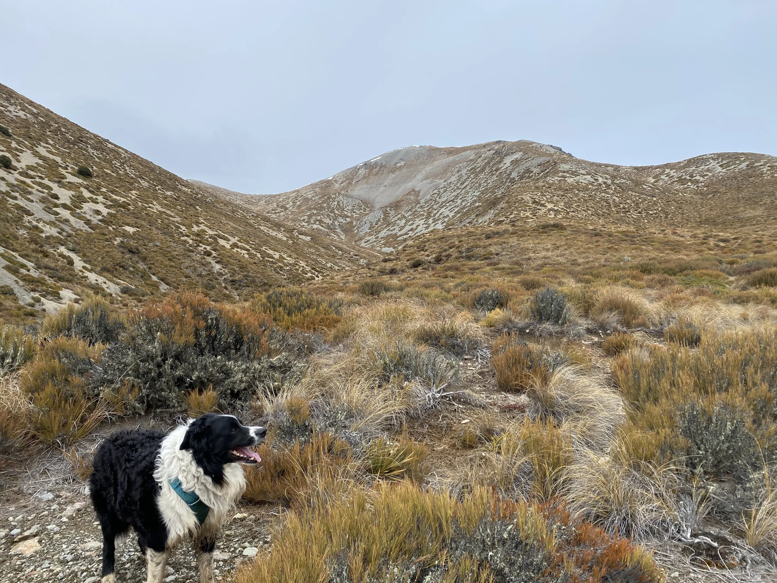 Getting closer. That’s Red Hill in the centre with the pass out of view on the right. We got as high as that lower ridge in Red Hill in the photo.