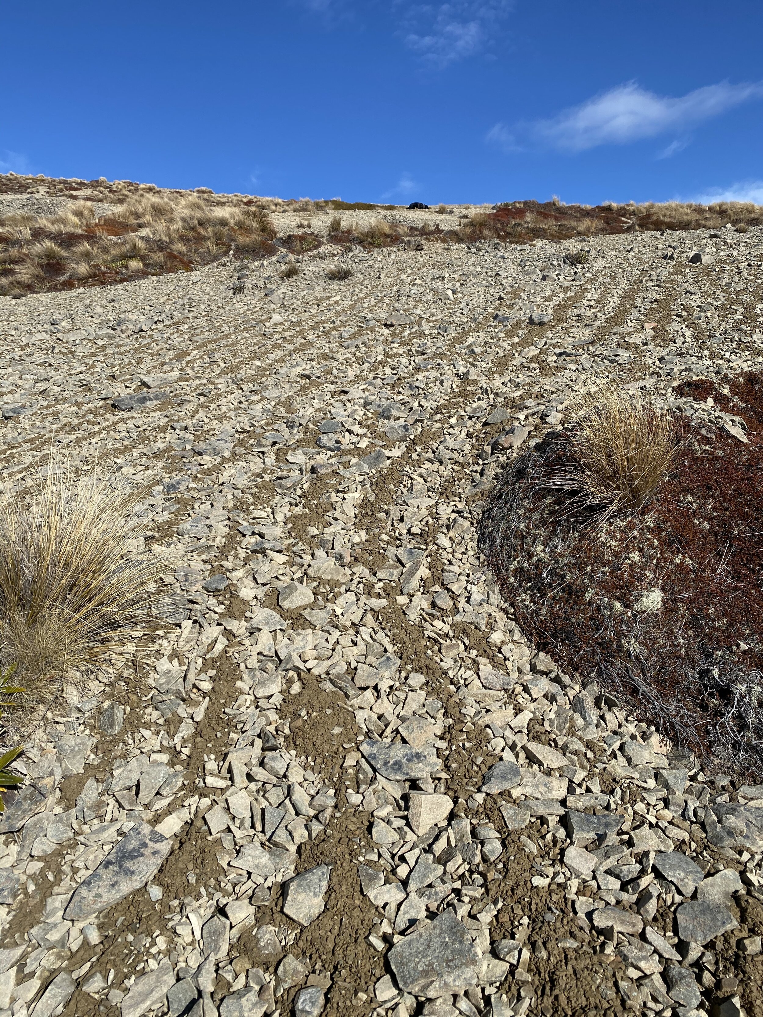 Mum found more of what she calls natural Zen gardens. Apparently these are caused by frost heave.