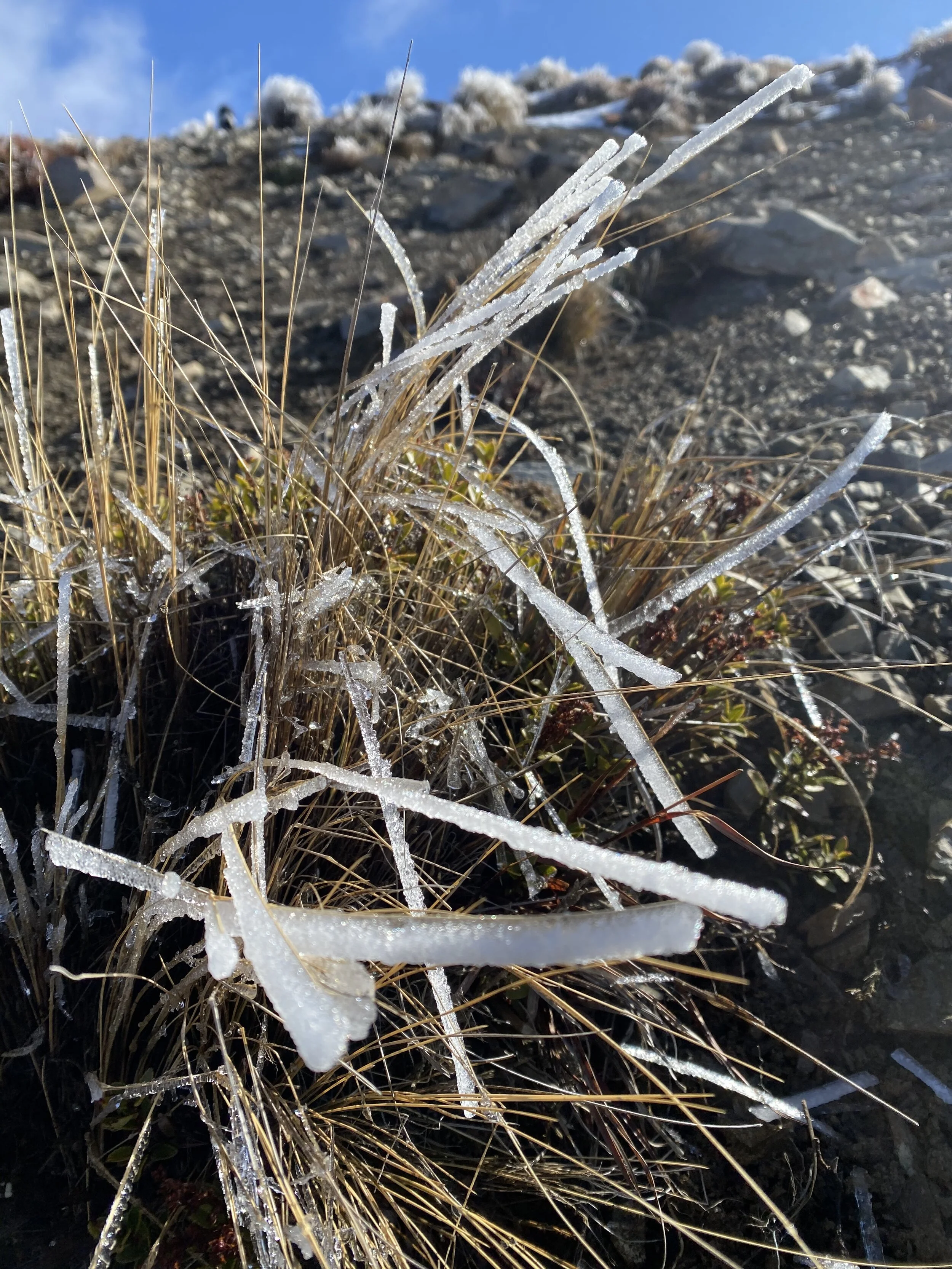 Ice ribbons on the grass