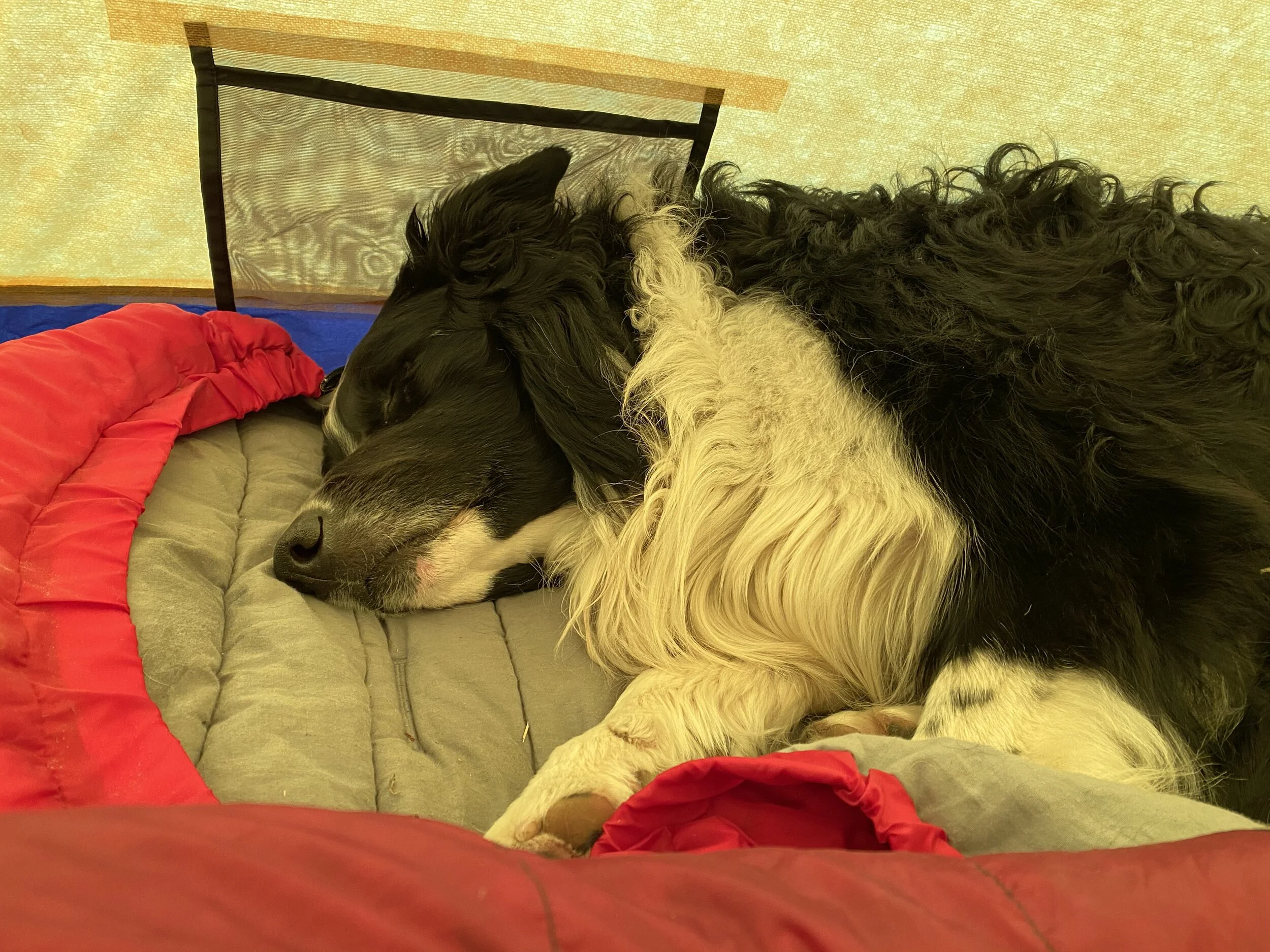 I was reluctant to leave my spot in the tussock, but I might have been a tad tired.