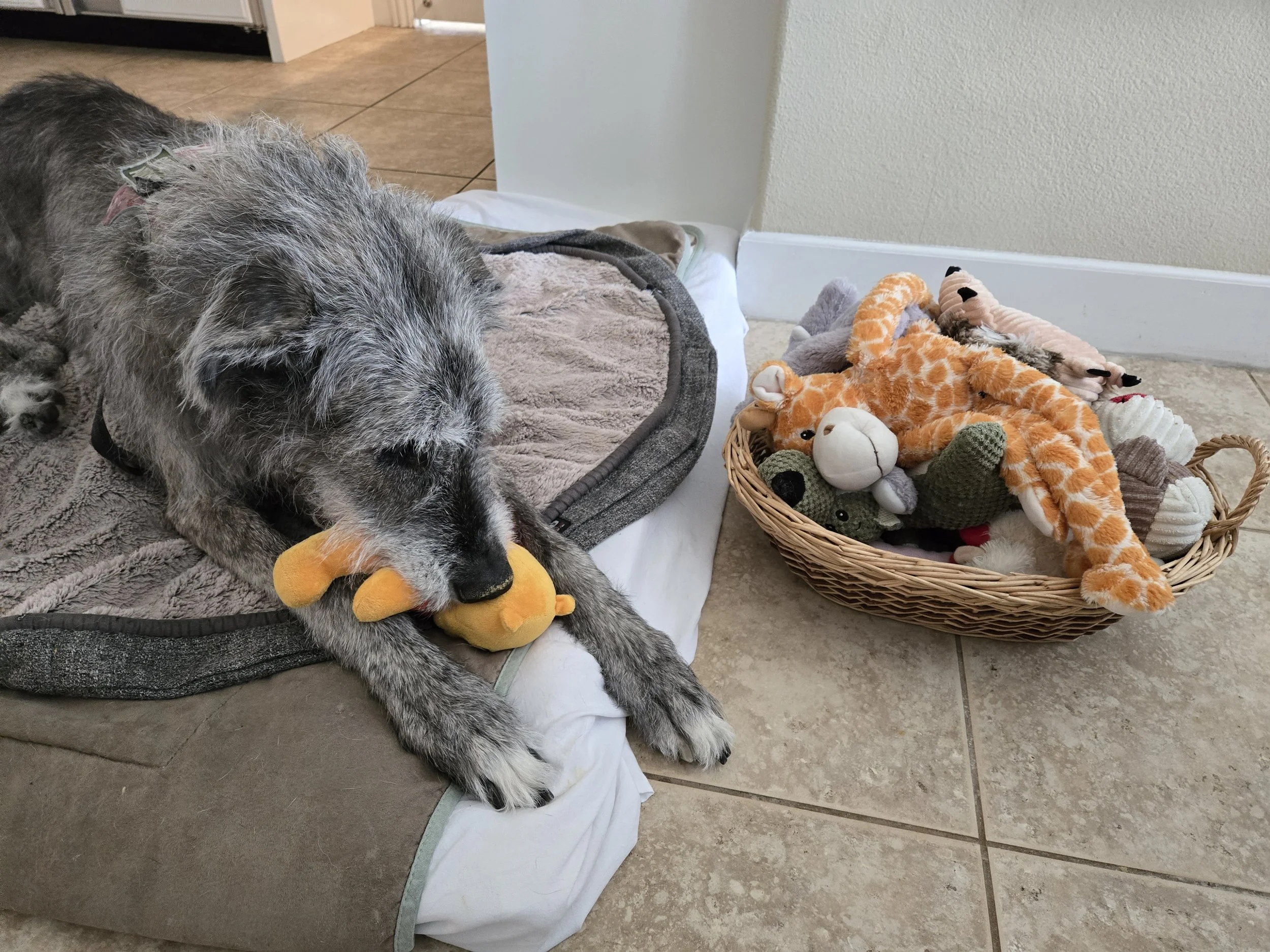  Bailey with Winnie in her mouth and her basket of toy treasures next to her, Geoff the Giraffe on top. 