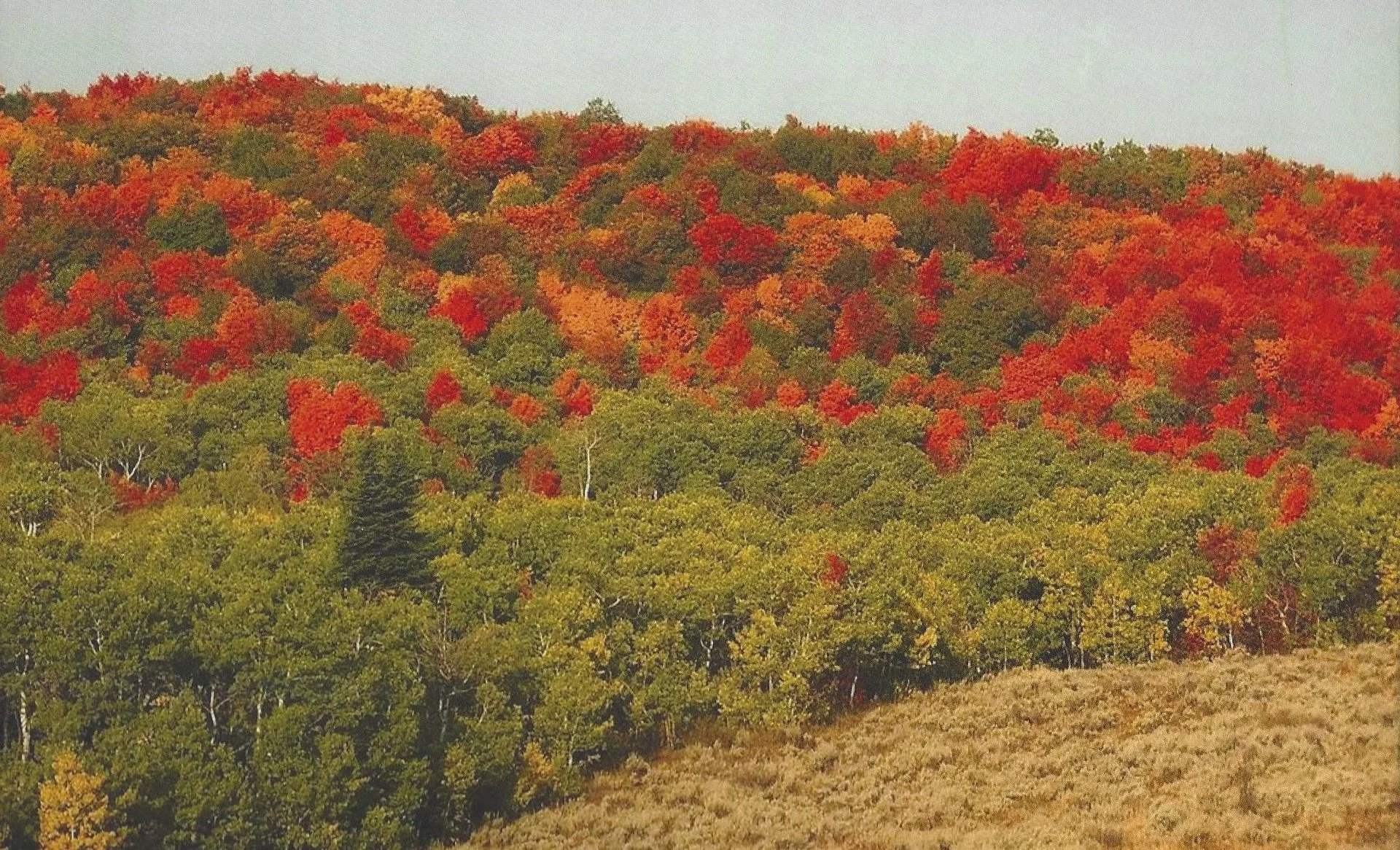 Autumn forest with trees displaying vibrant red, orange, and green foliage.