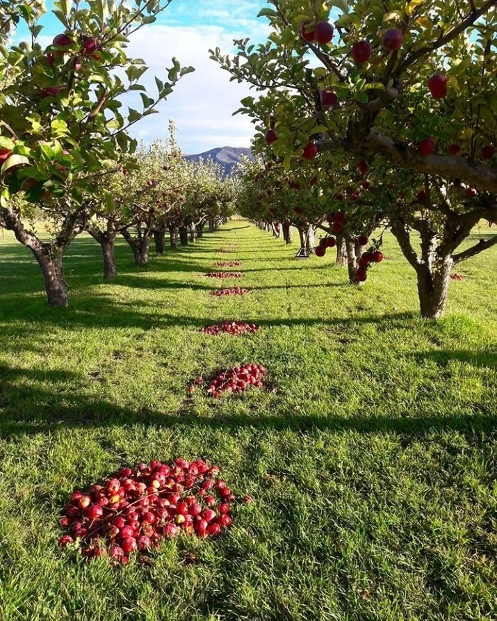 Pathway between apple trees with red apples on grass in orchard under blue sky.