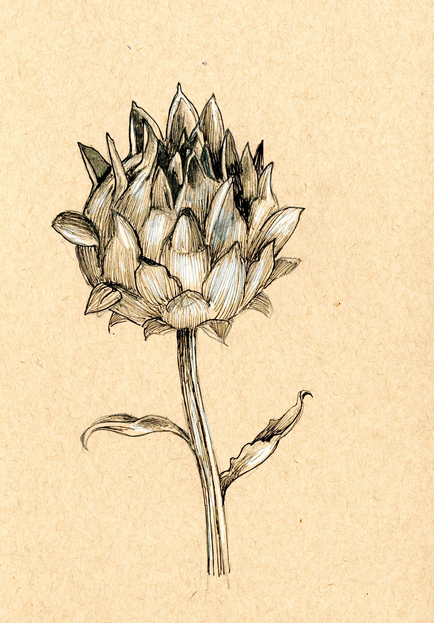 Un-Opened Small Artichoke-WEB.jpg