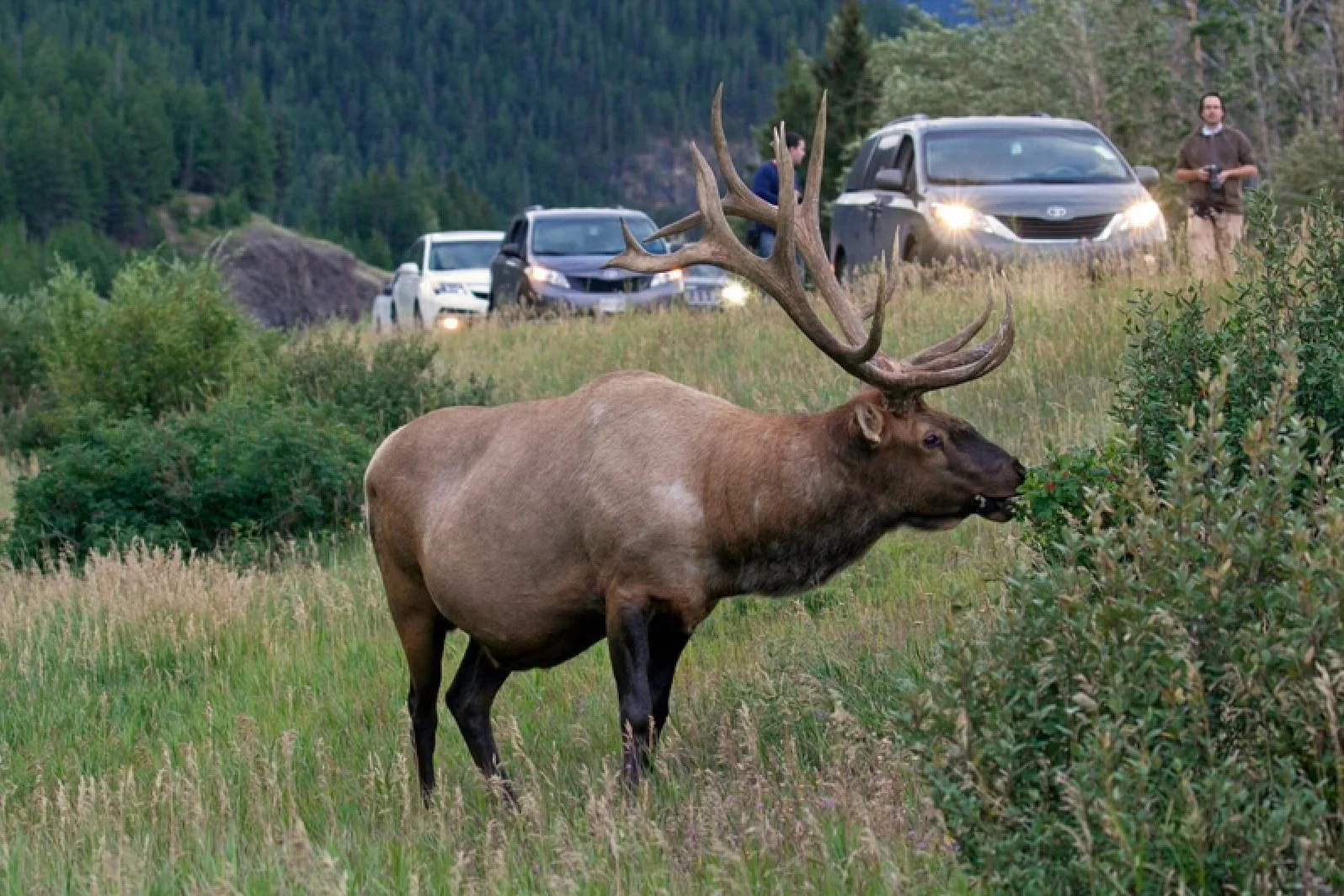 A Giant Wild Elk is Terrorizing Campers at Grand Teton National Park