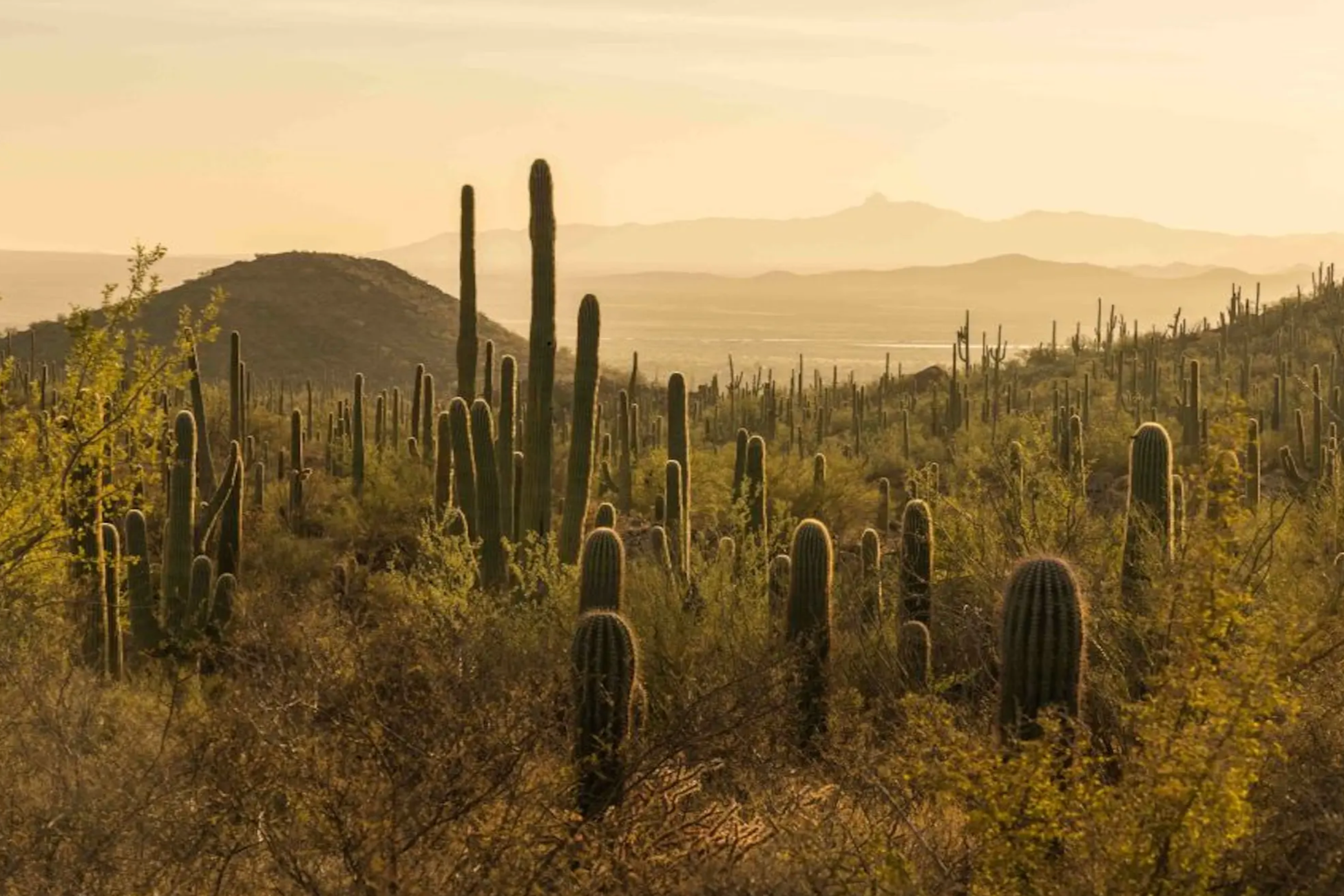 Saguaro National Park Just Got Bigger, Conservationists Say It's a Win for Wildlife