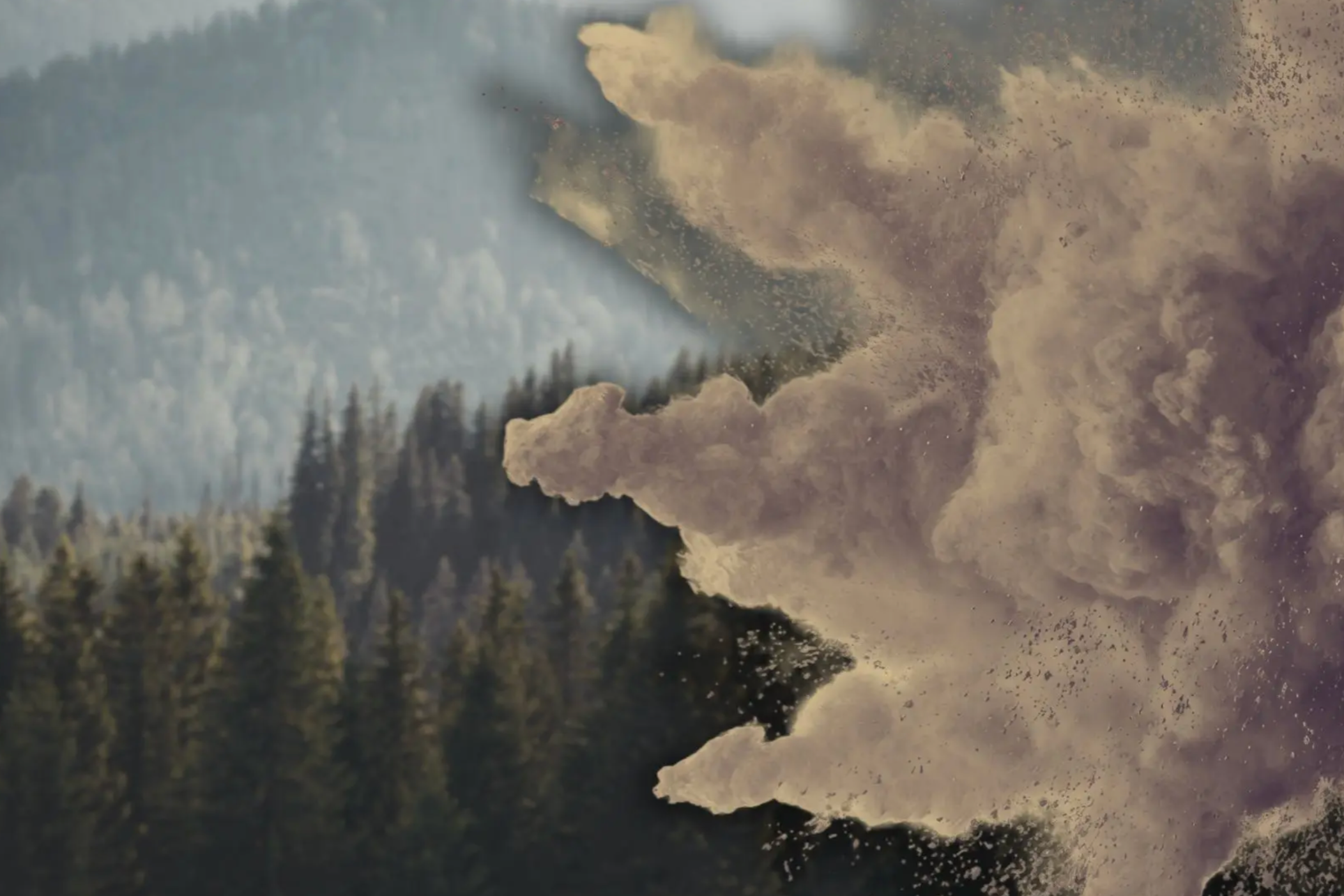 The Internet Is Panicking About ‘Exploding' Trees. Indigenous People Have Experienced Them for Centuries.