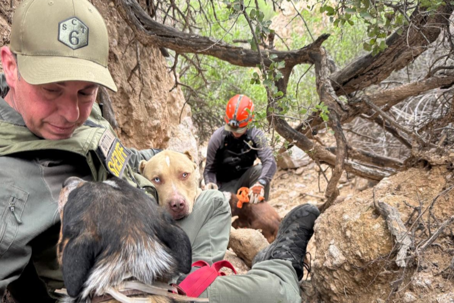 Three Dogs Were Stuck in a Canyon. Rescuers Called For Hot Dogs to Lure Them to Safety