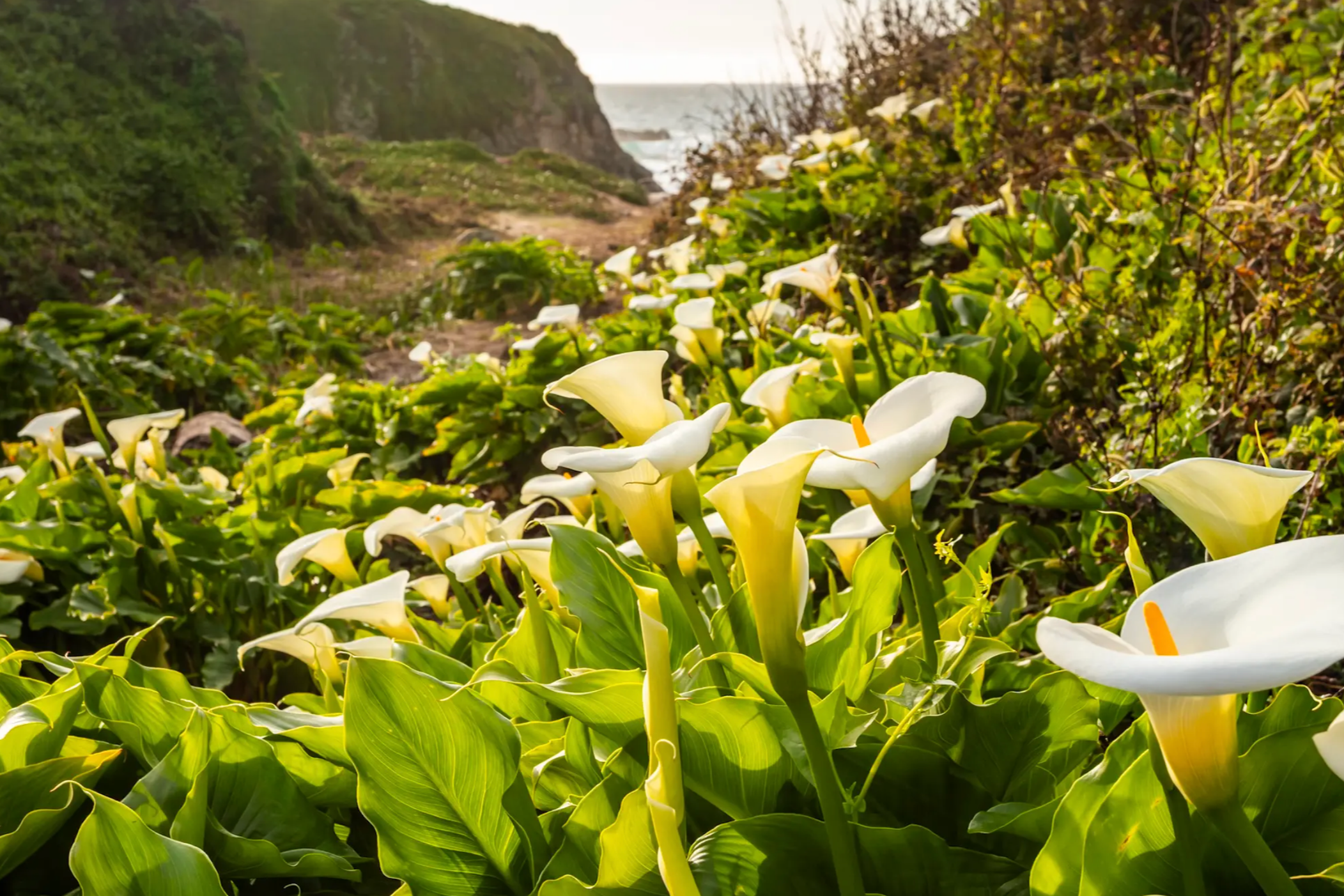 Who Beheaded Blooming Flowers in Big Sur’s Calla Lily Valley?